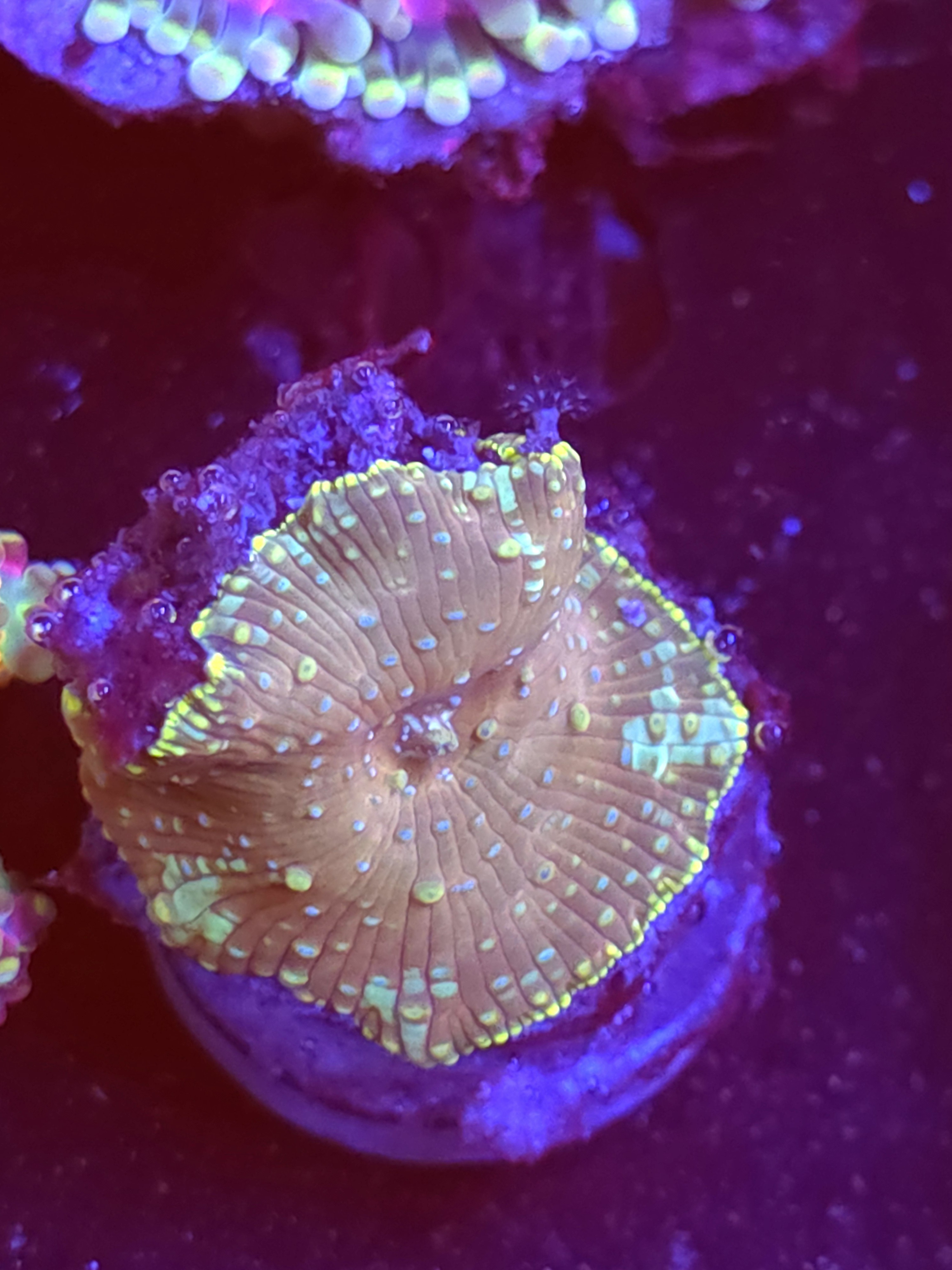 SBB "No Name" Mushroom Small