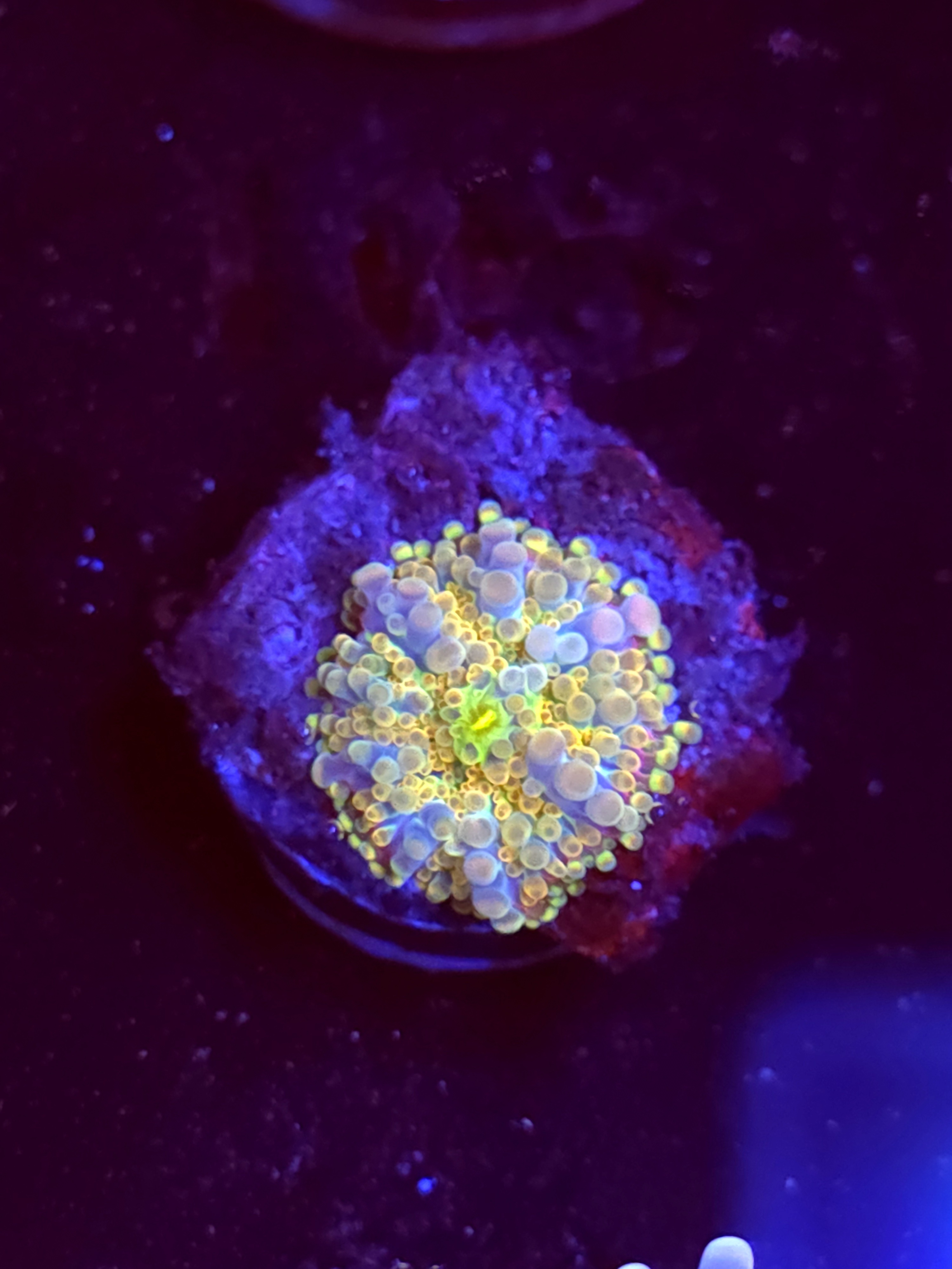 SBB "No Name" Mushroom Small