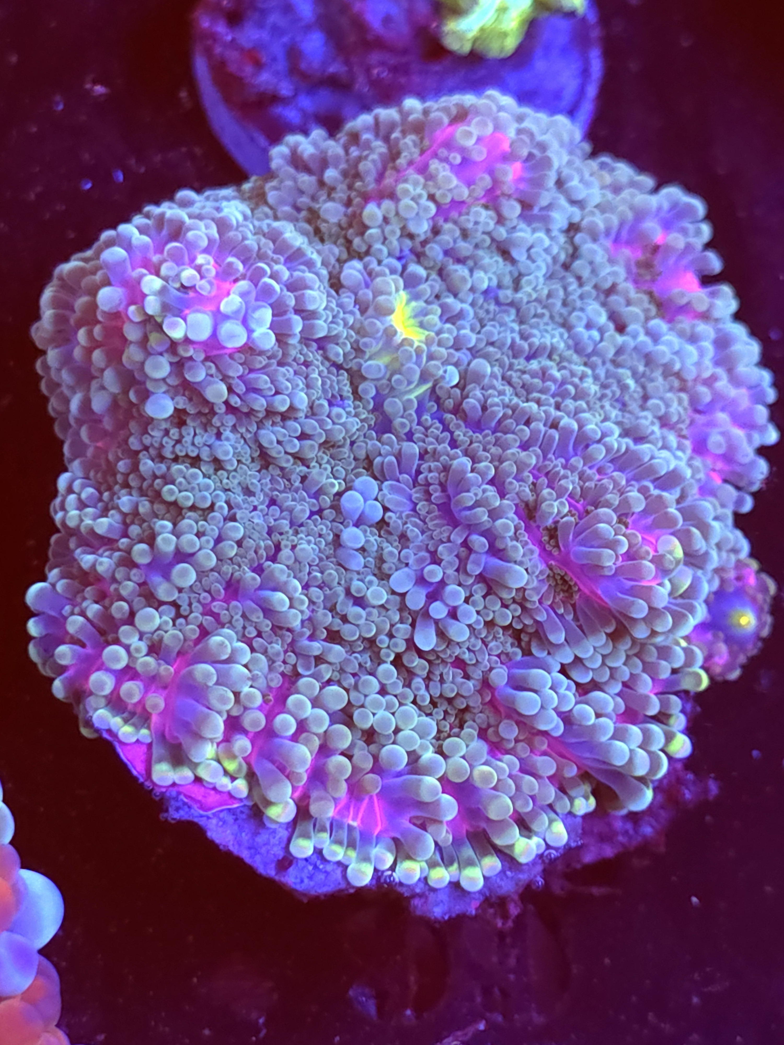 SBB "Purple Matrix " Mushroom XLarge