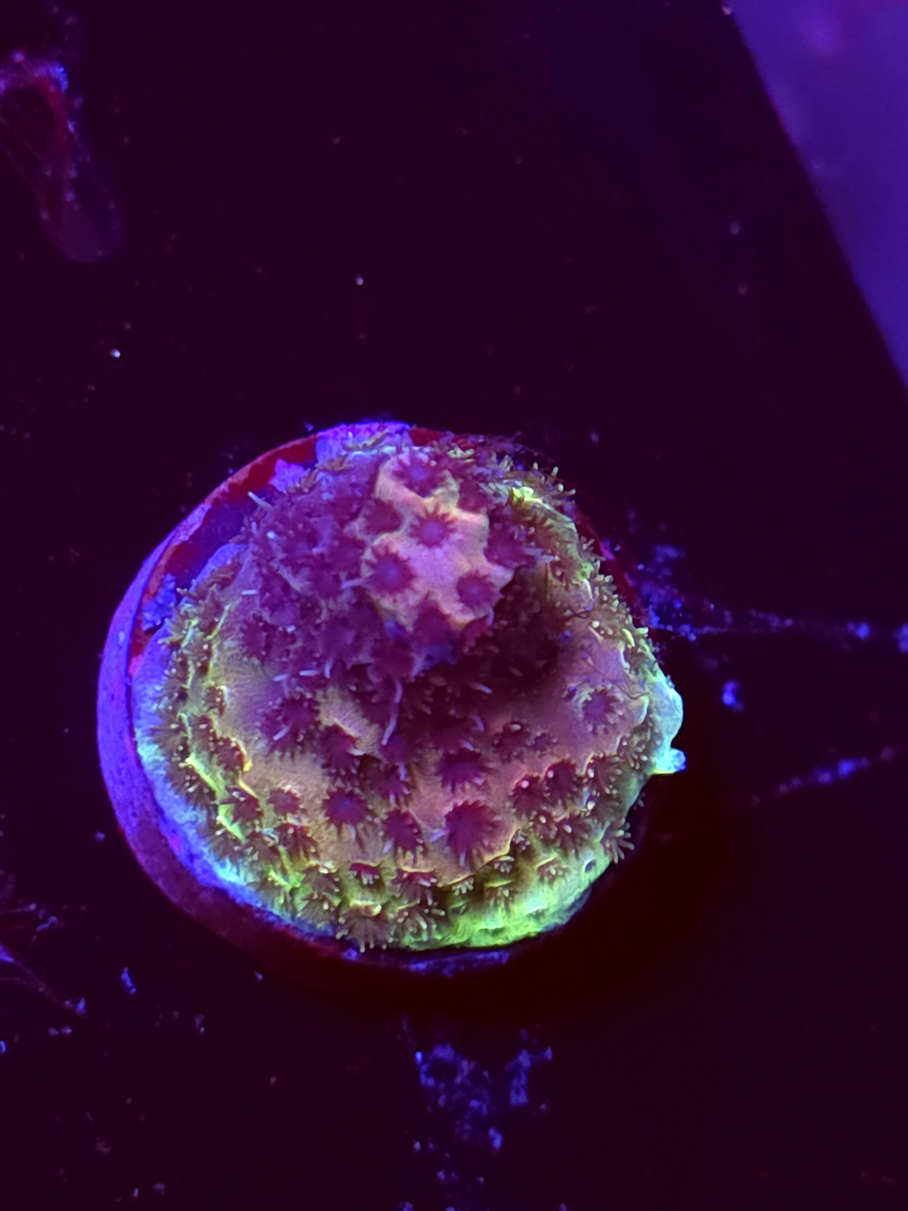 SBB "Prism Pain" Acro Small Branch