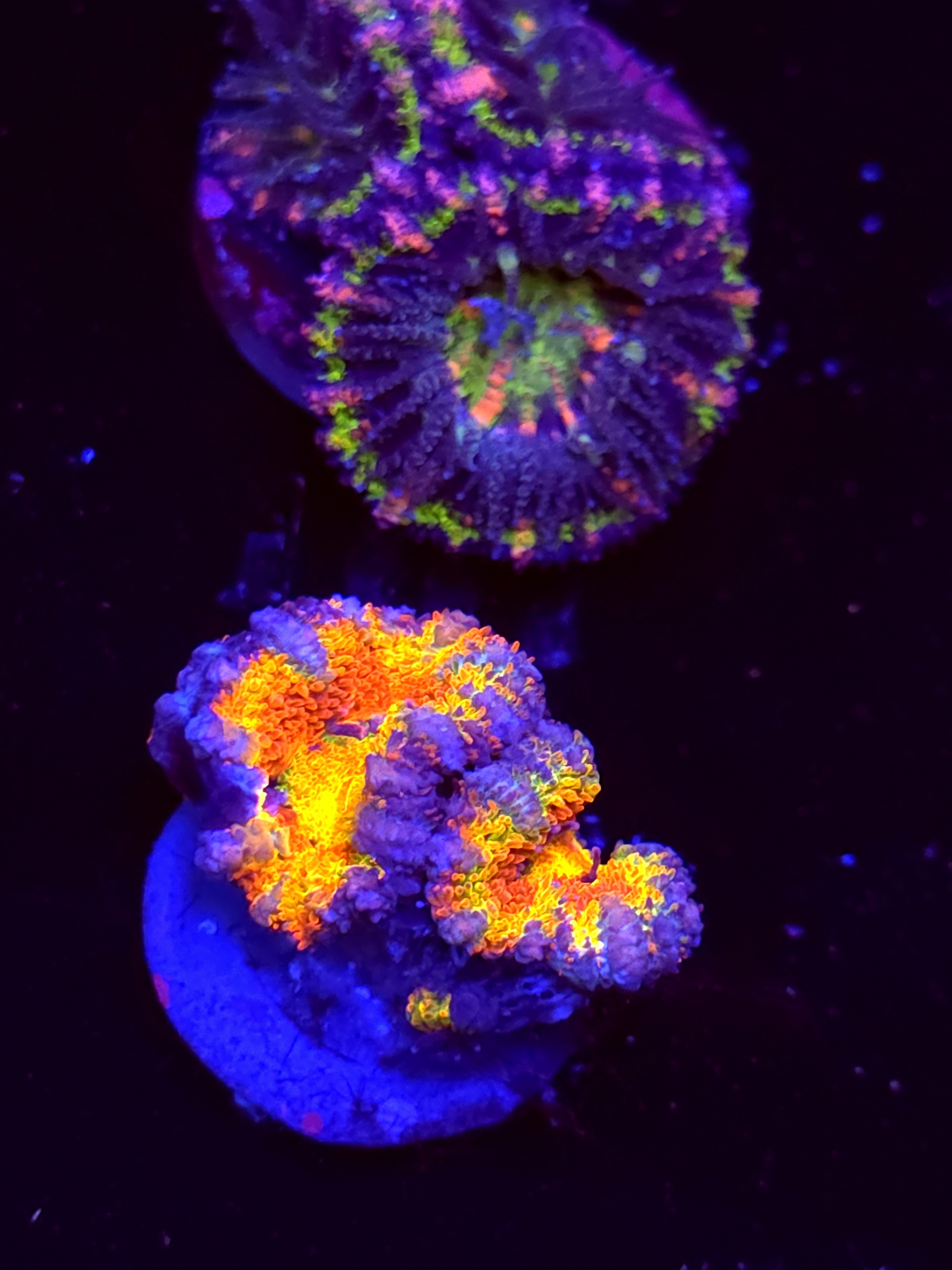 SBB "Spectrum" Acan 2 Heads