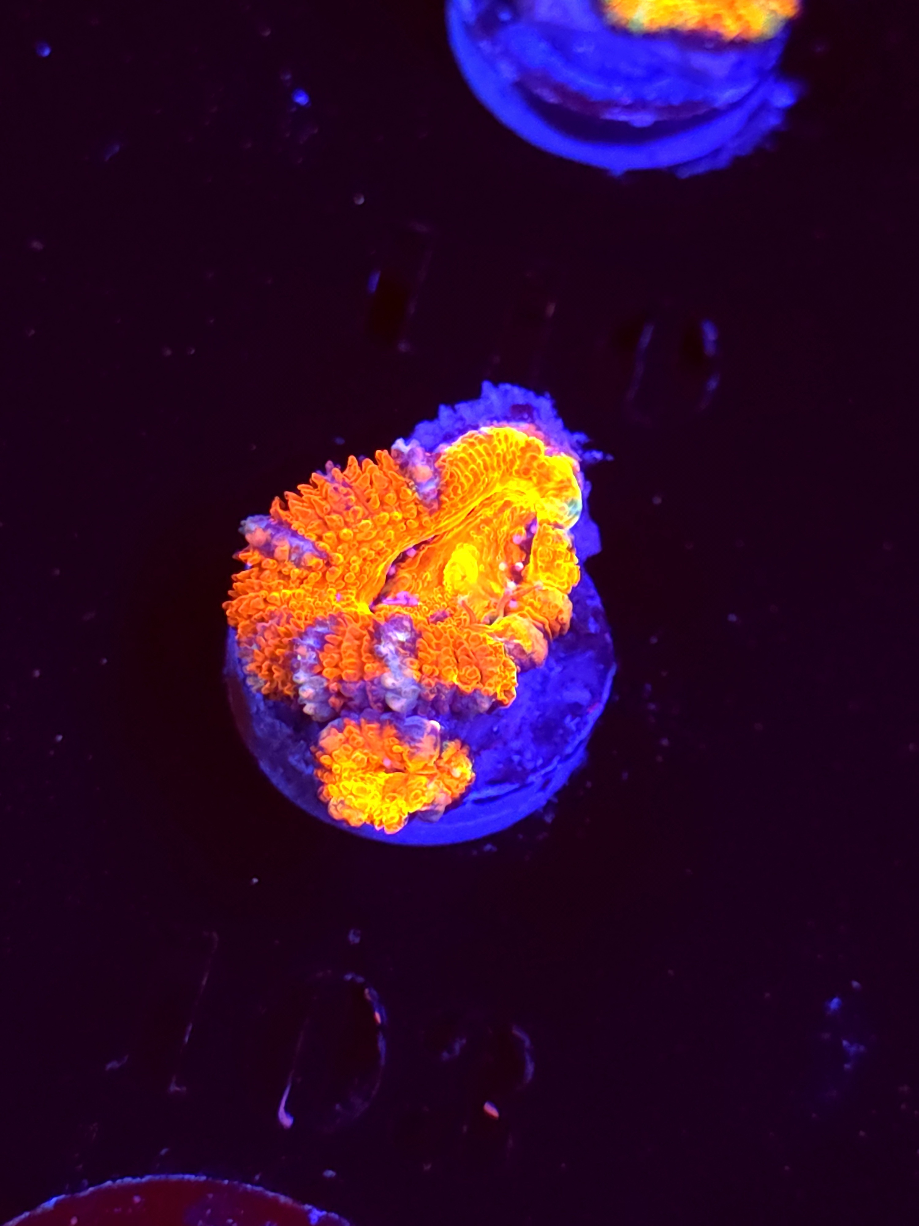 SBB "Mystery Signature" Acan 1 Head