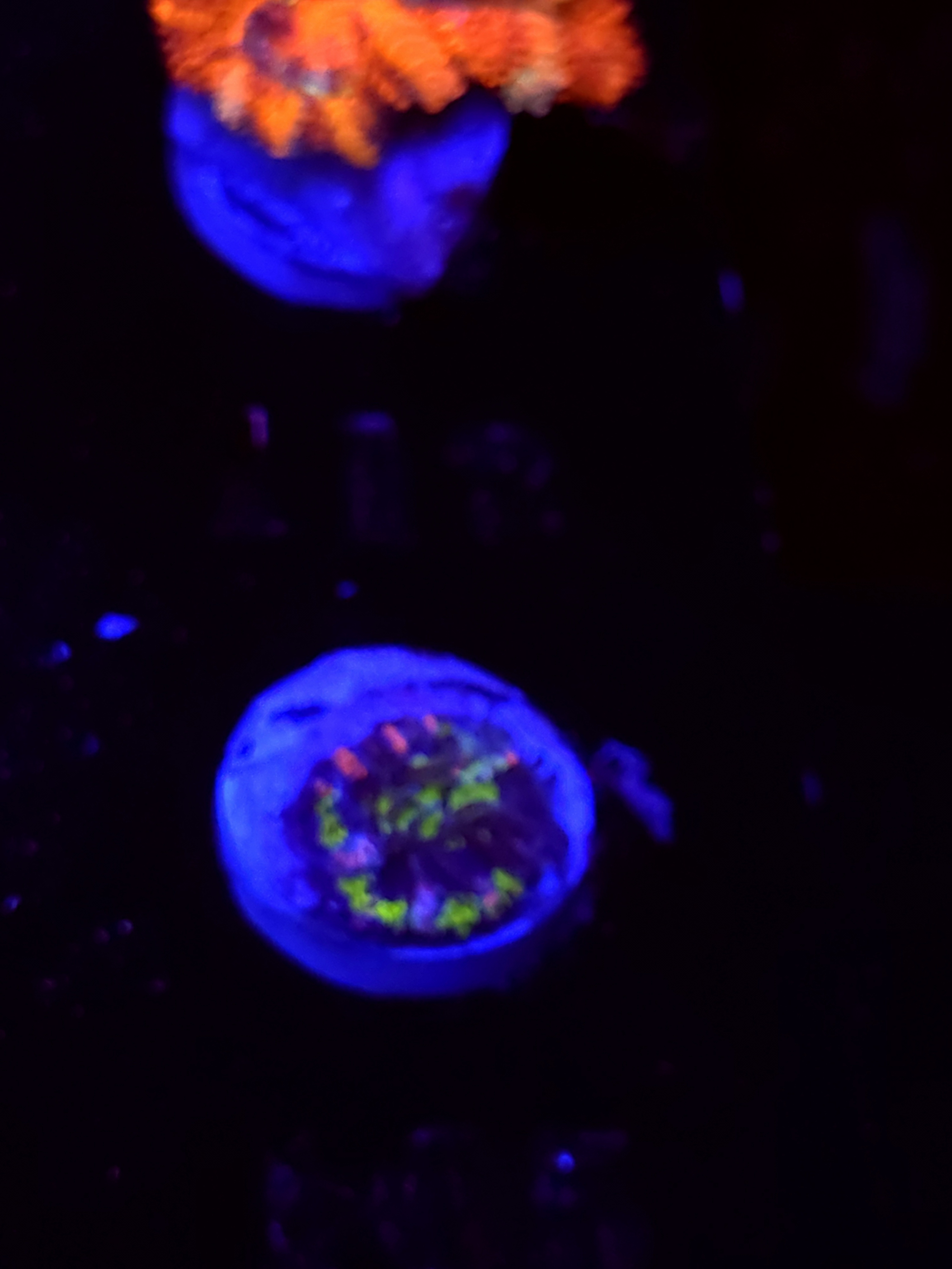 SBB "Big Hero" Acan 1 Head