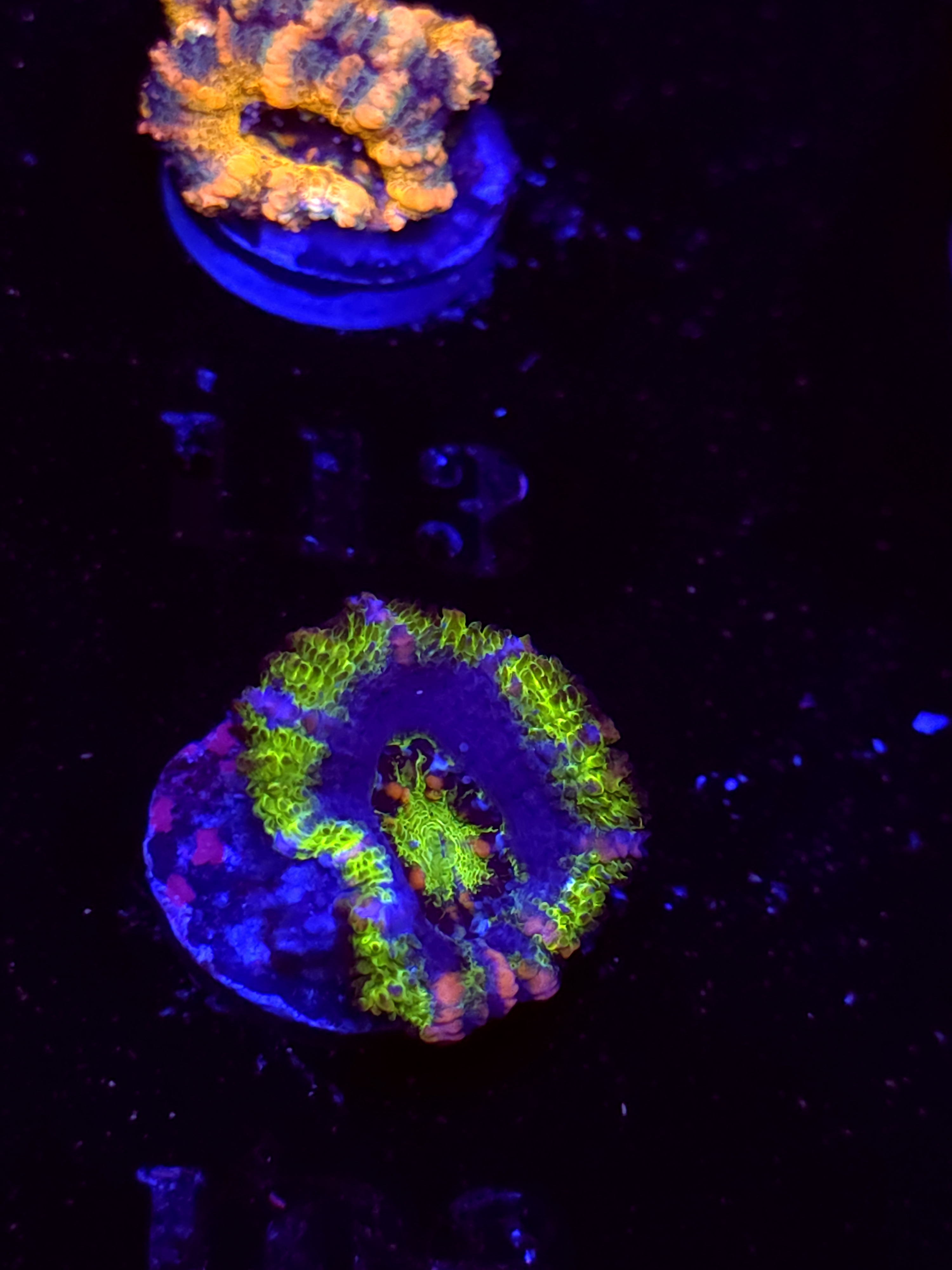 SBB "Mars Attack" Acan 1 Head