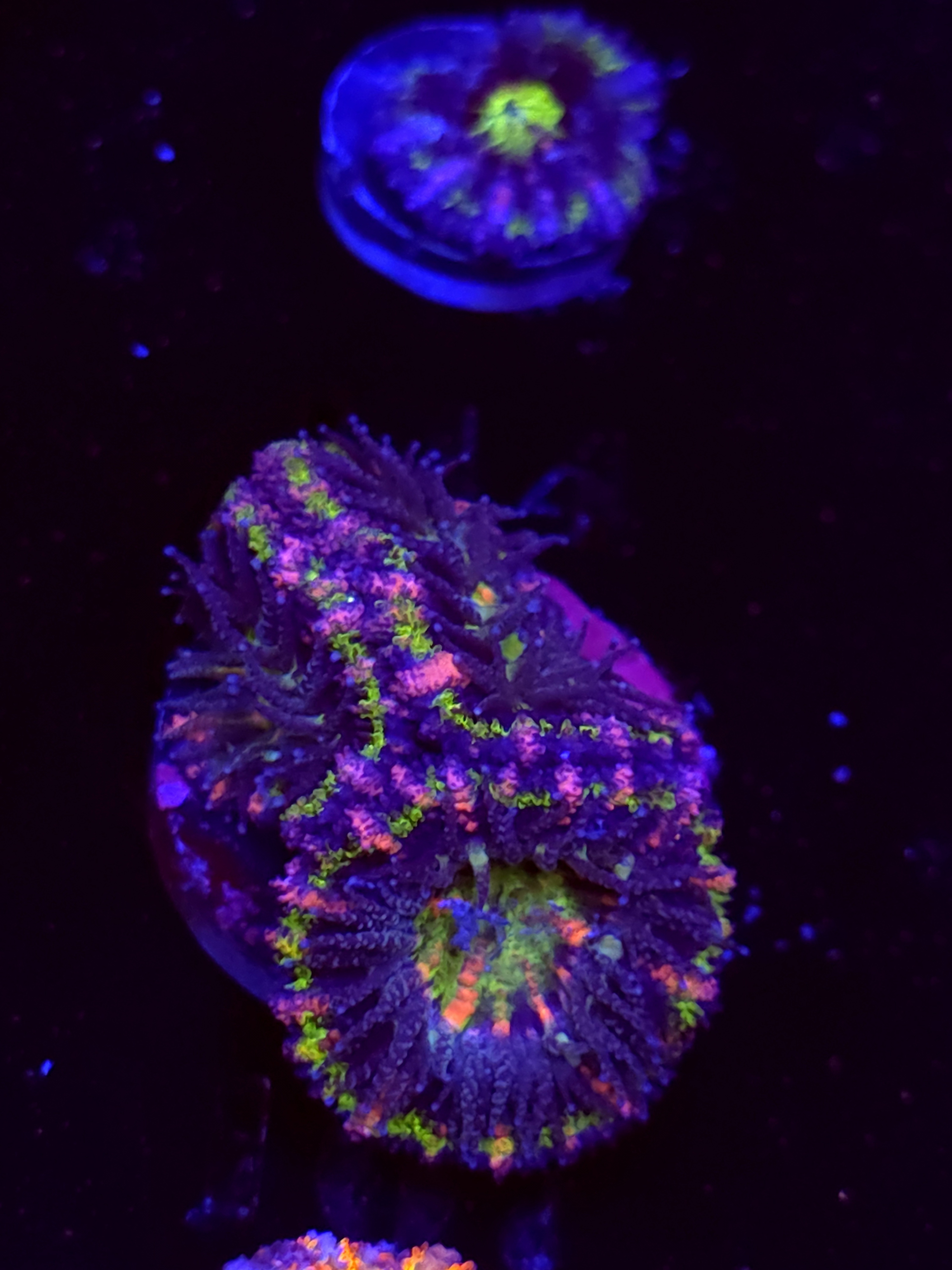 SBB "Big Hero" Acan 3 Heads