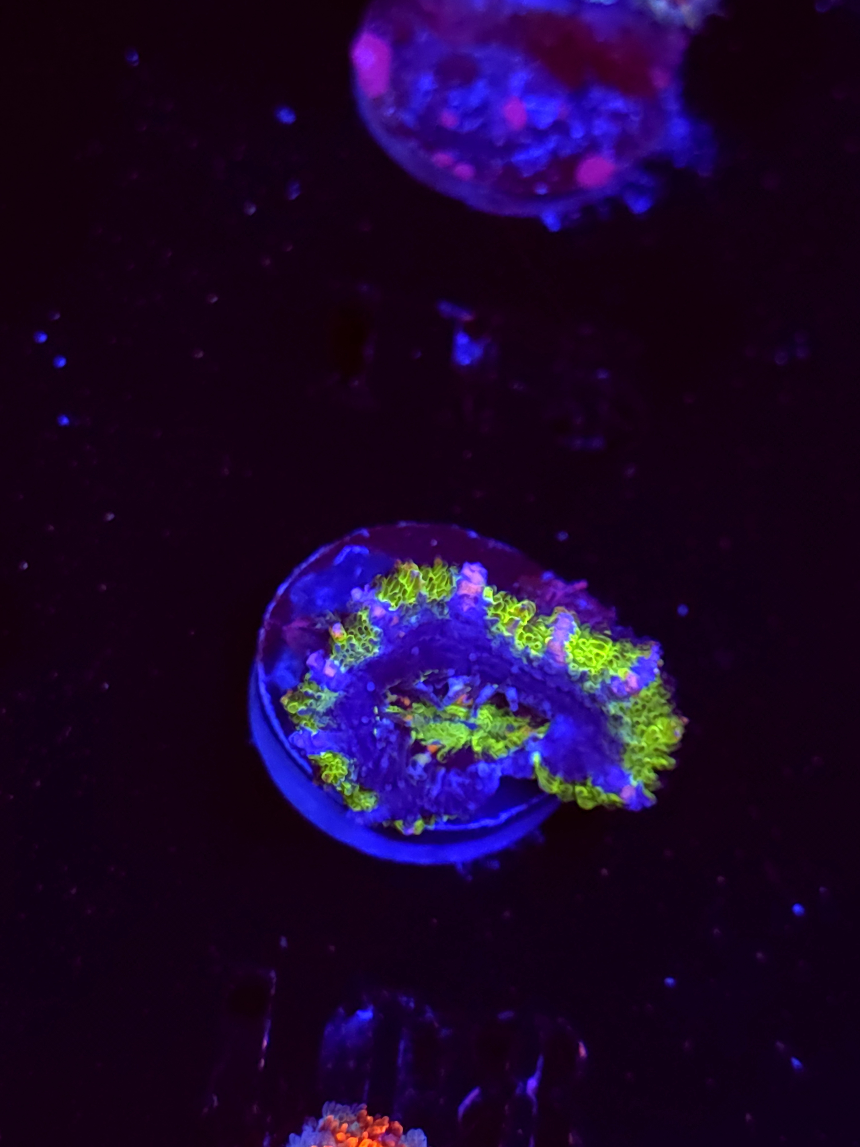 SBB "Mystery Signature" Acan 1 Head