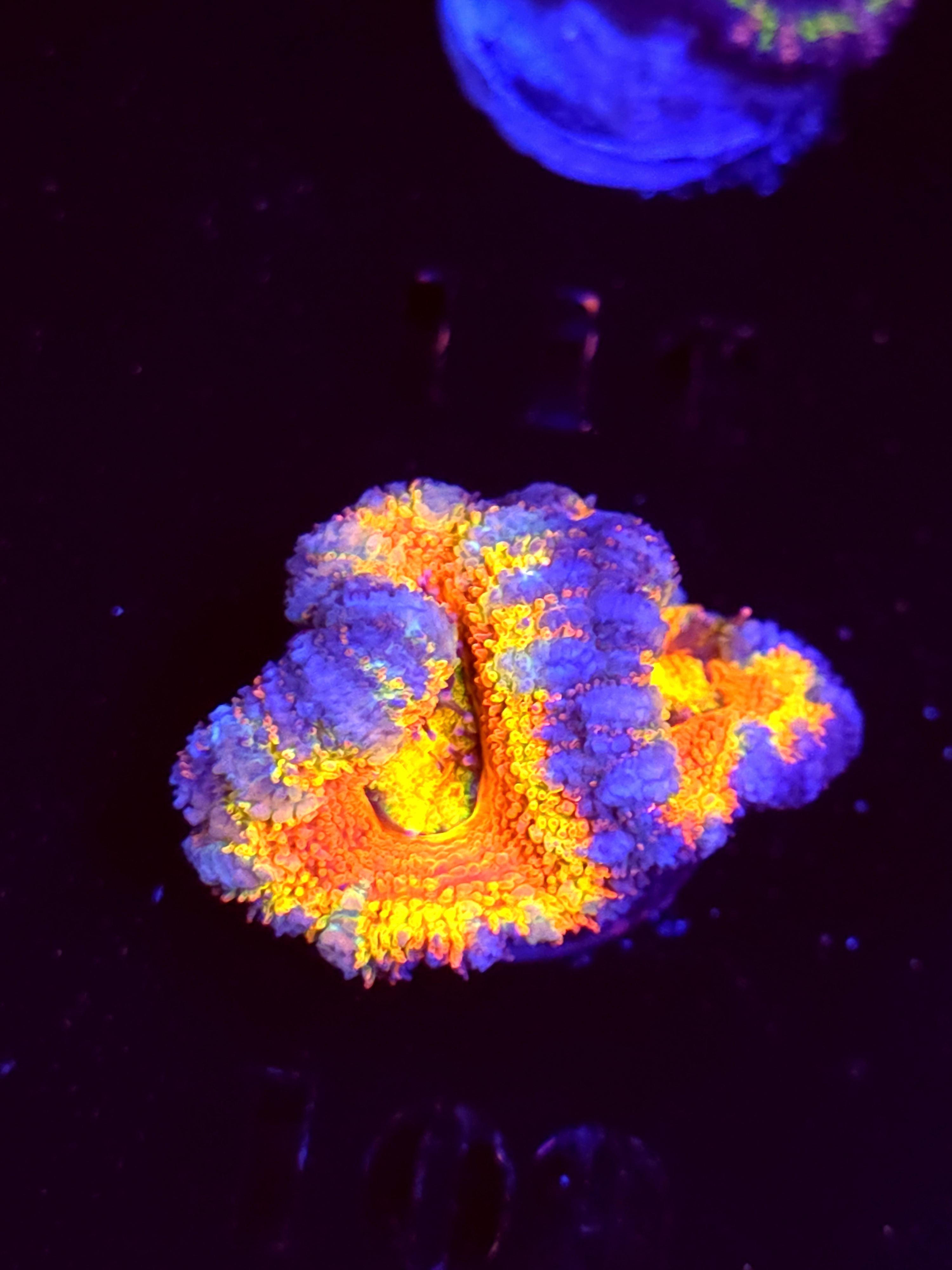 SBB "Spectrum" Acan 2 Heads