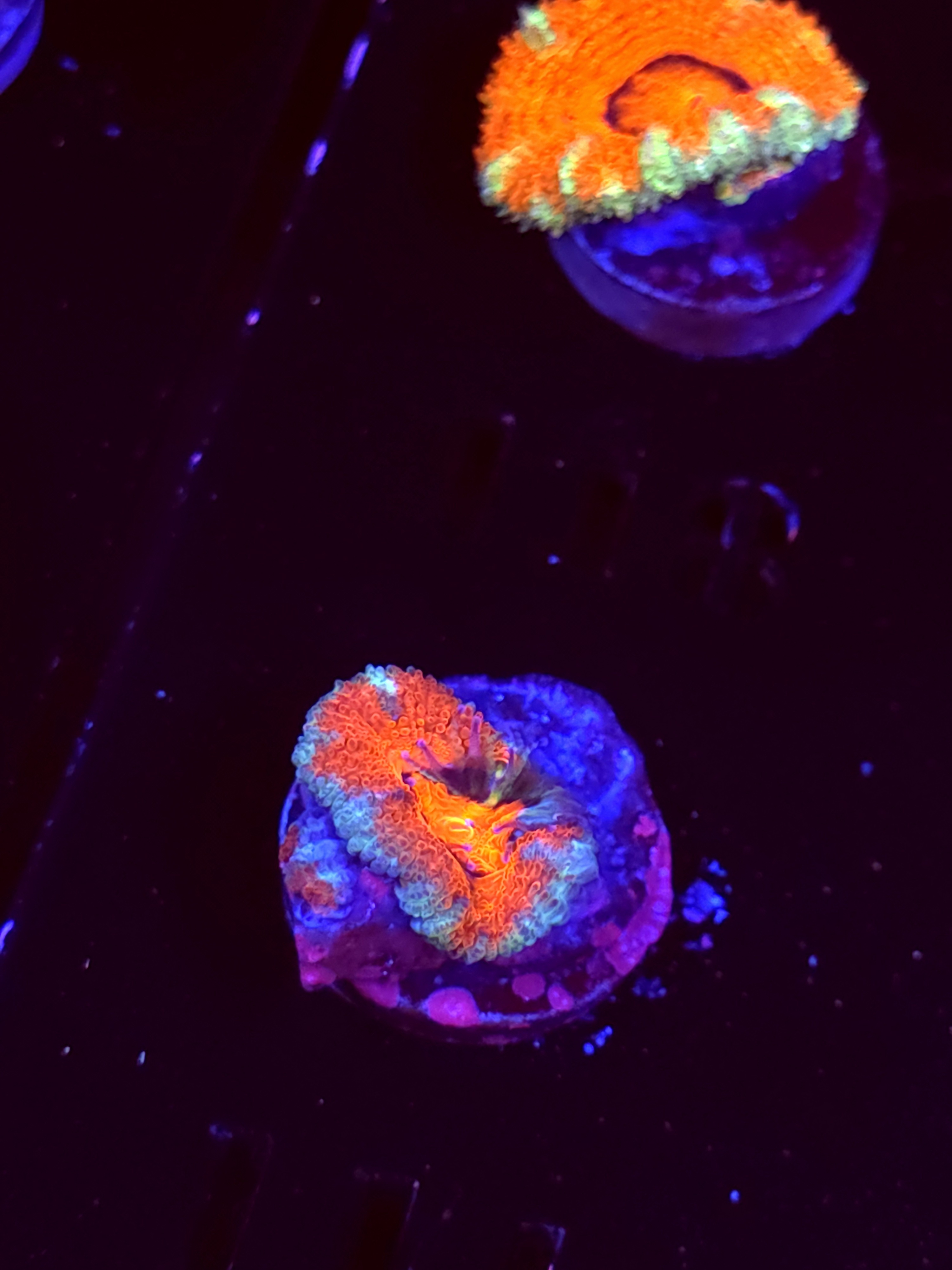 SBB "Budda Bing" Acan 1 Head