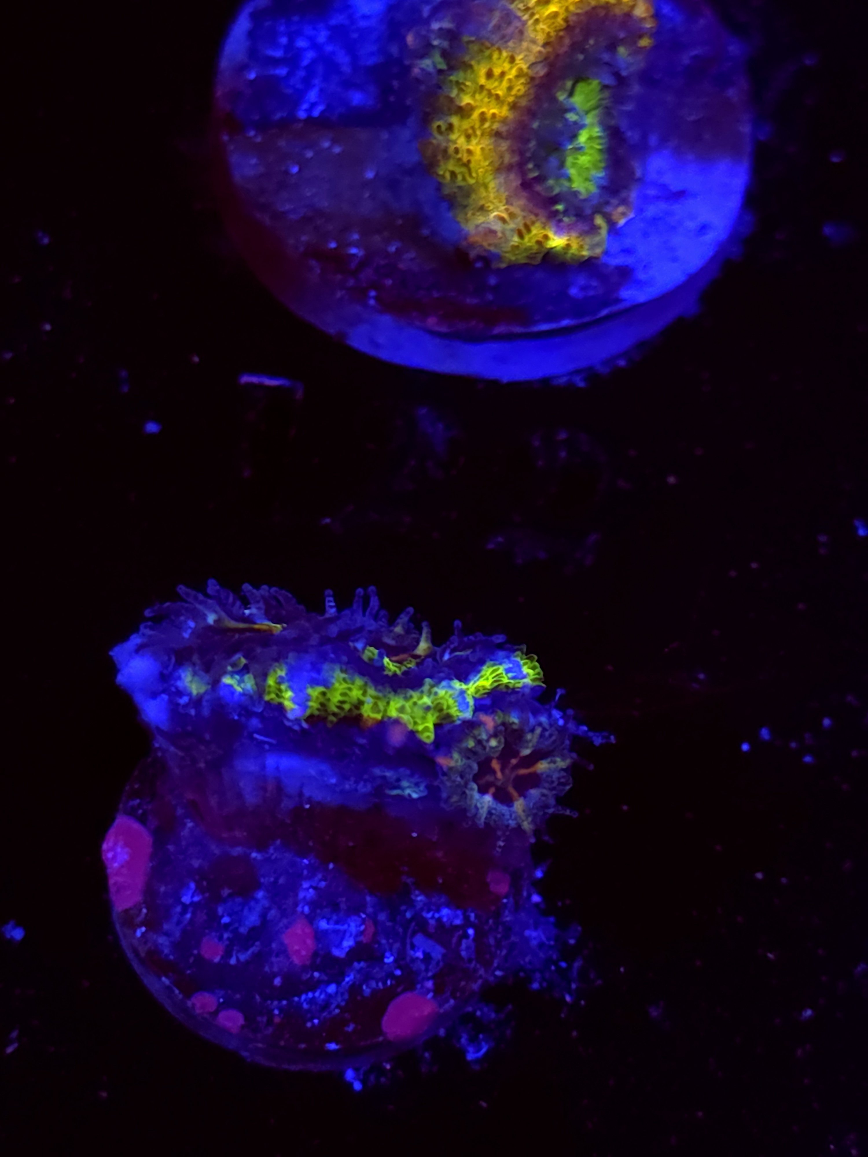 SBB "Mars Attack" Acan 1 Head