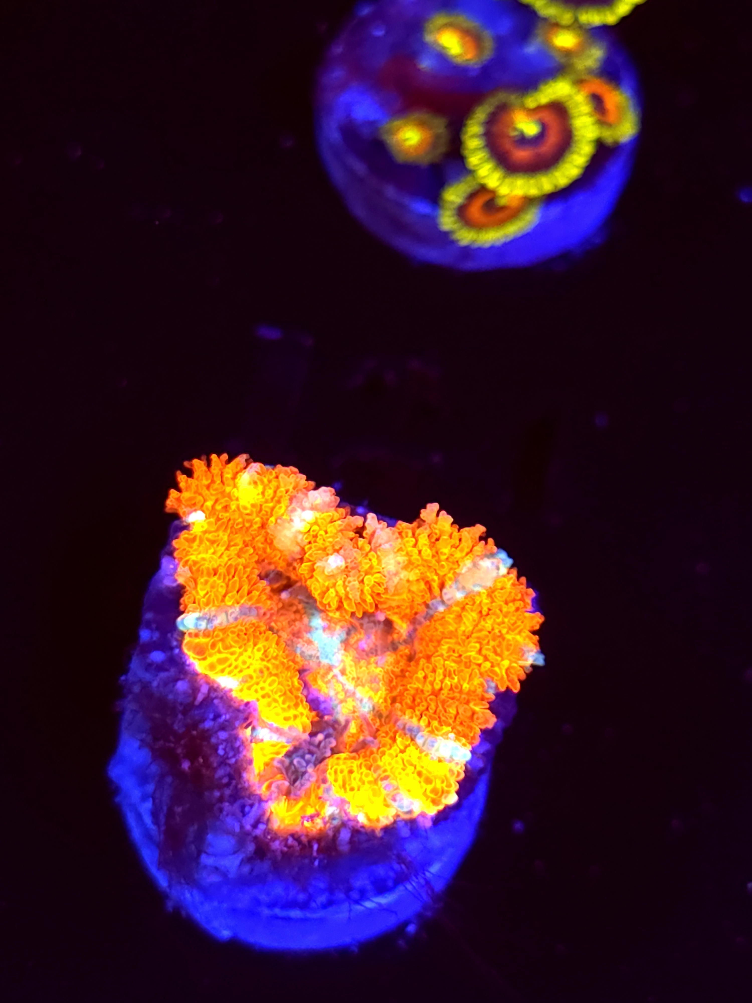 SBB "Fire Truck Red" Acan 1 Head