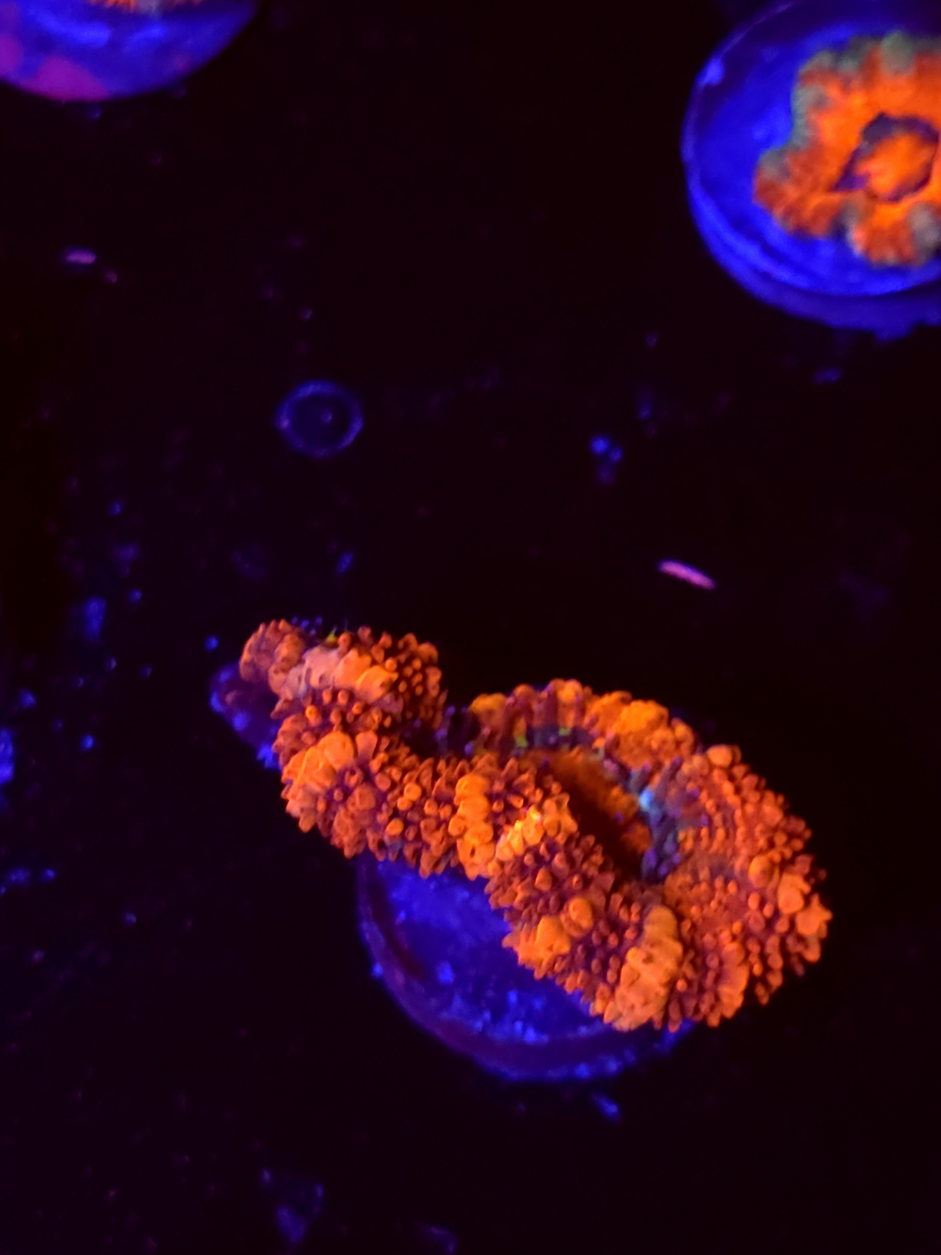 SBB "Mystery Signature" Acan 1 Head