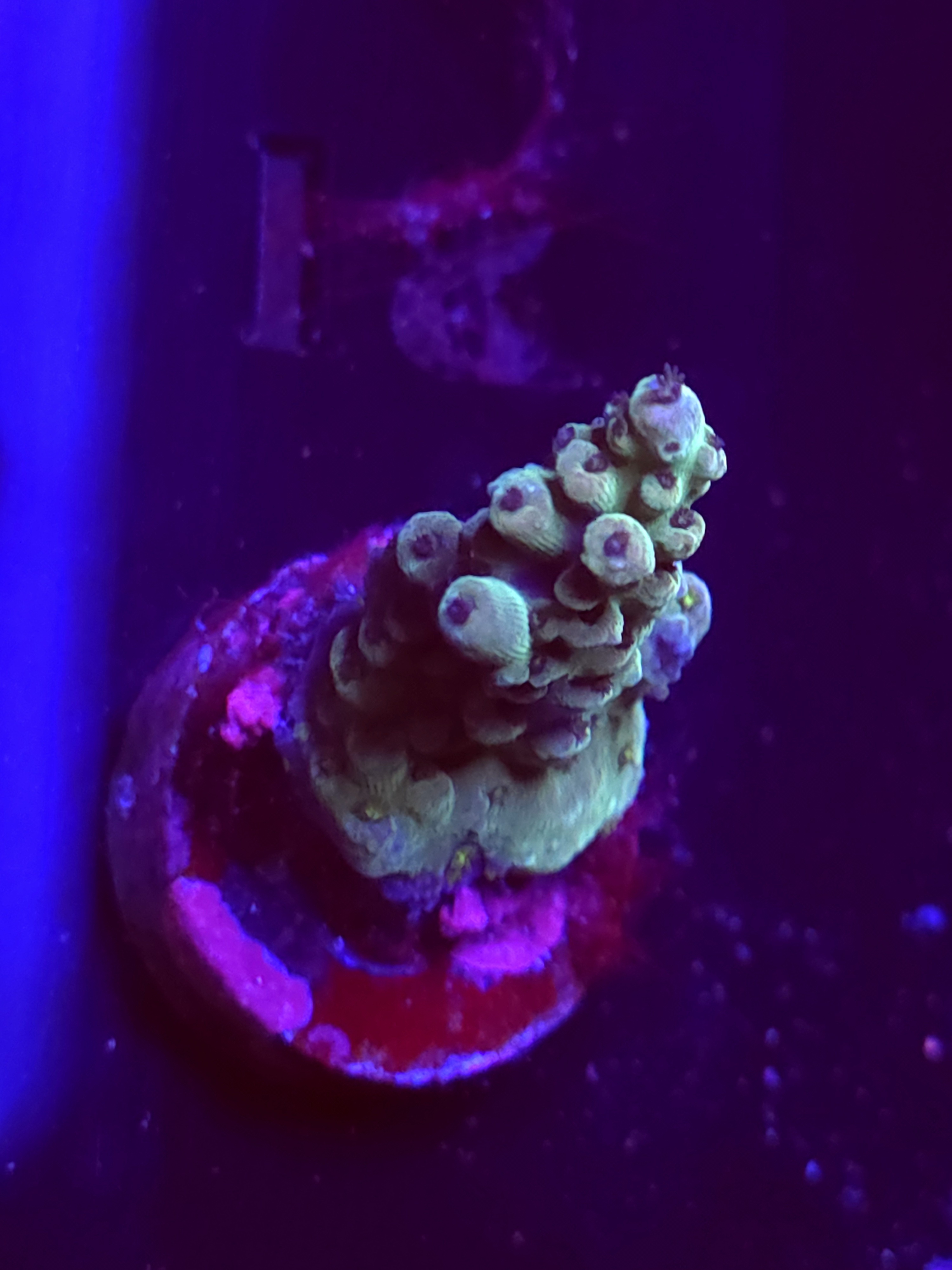 SBB "Old Glory" Acro Medium Branch