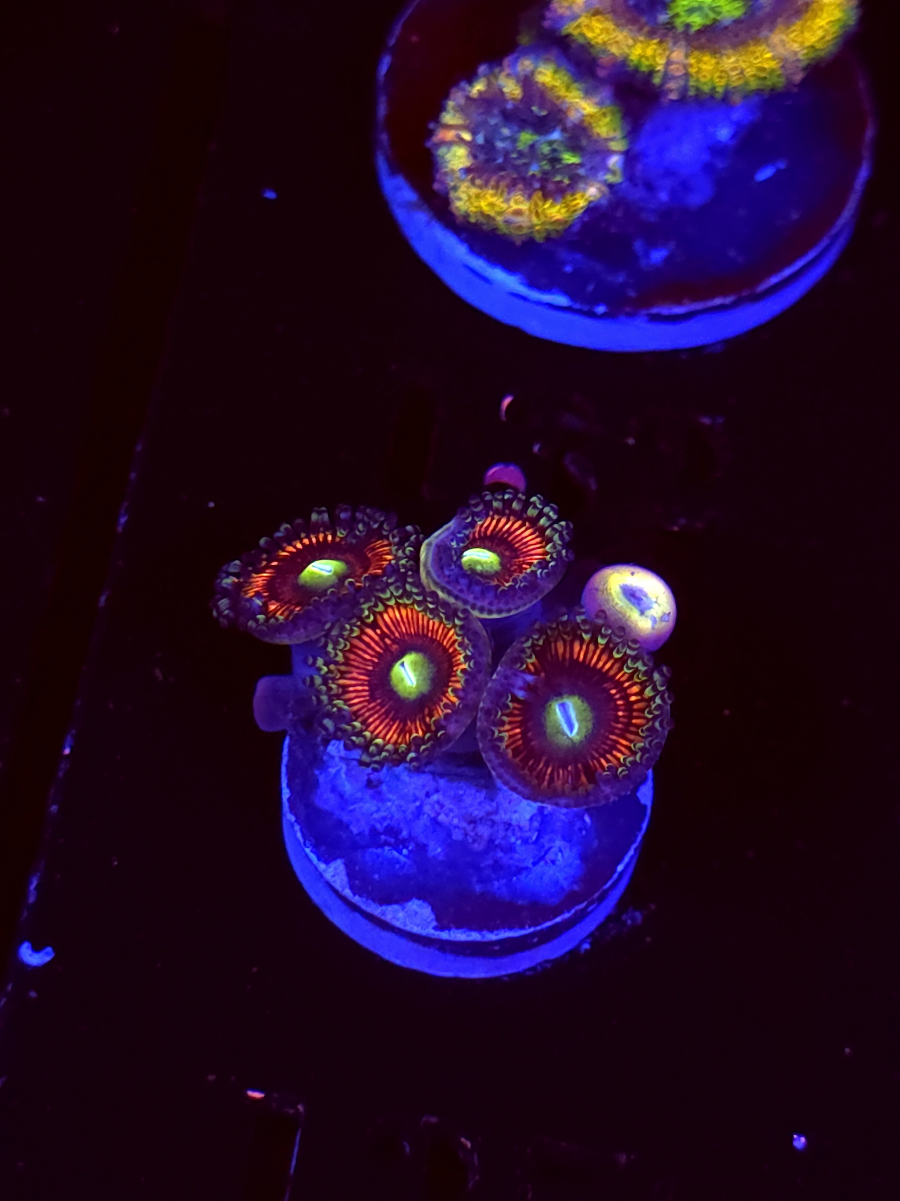 SBB "Iron Throne" Zoa Mini Colony
