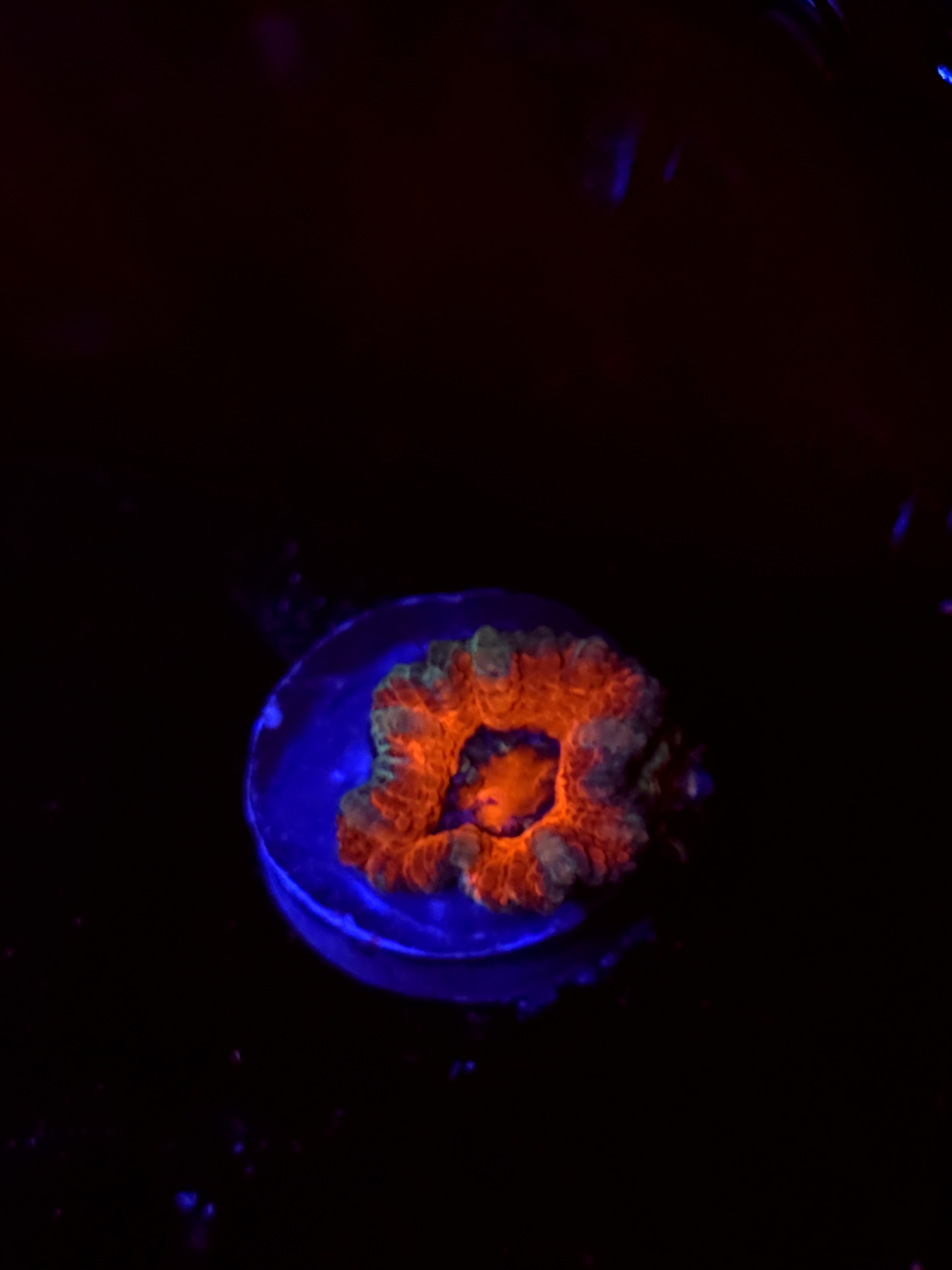 SBB "Sugar Spark" Acan 1 Hed + Baby