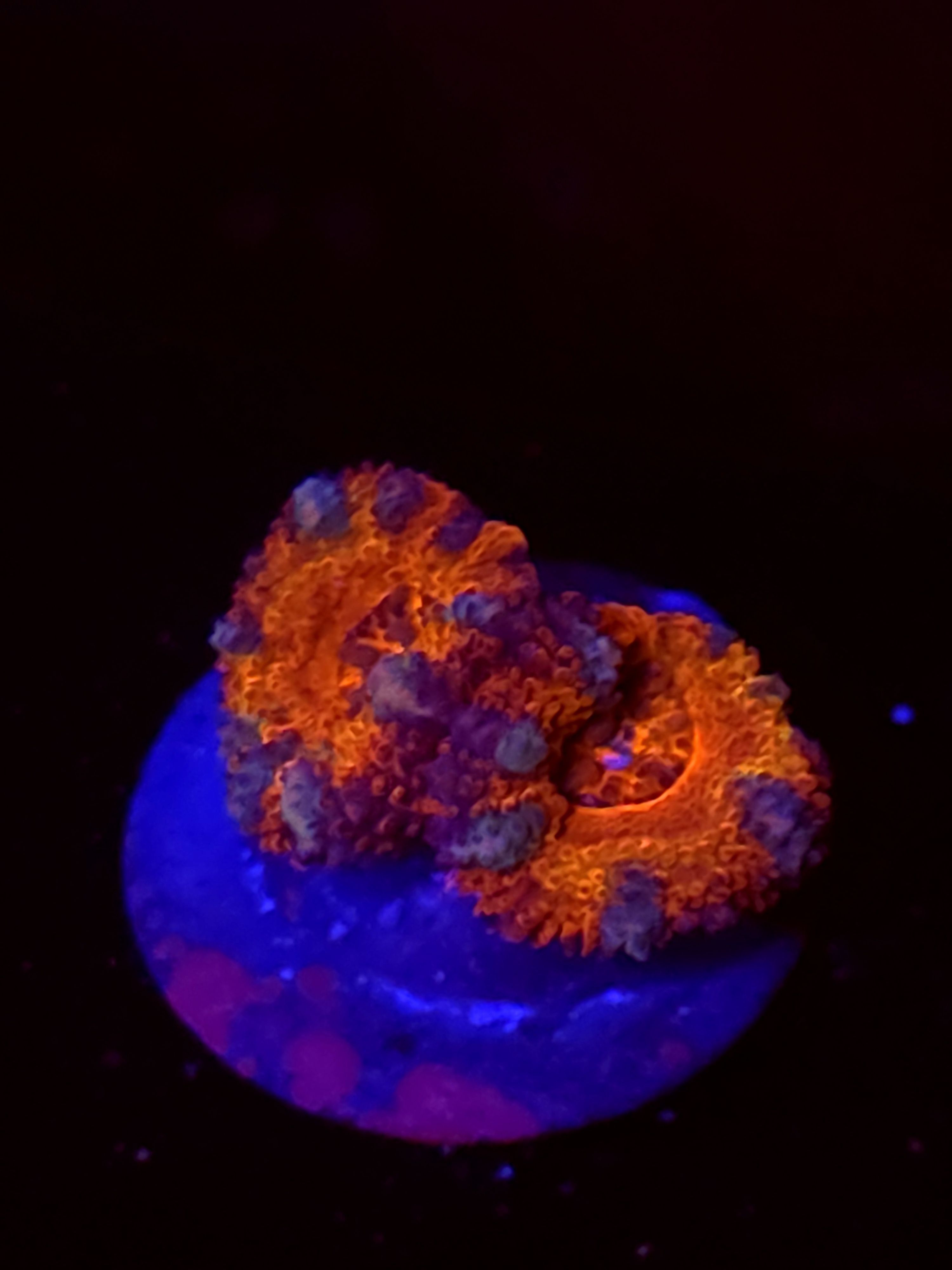 SBB "Mystery Signature" Acan 2 Heads