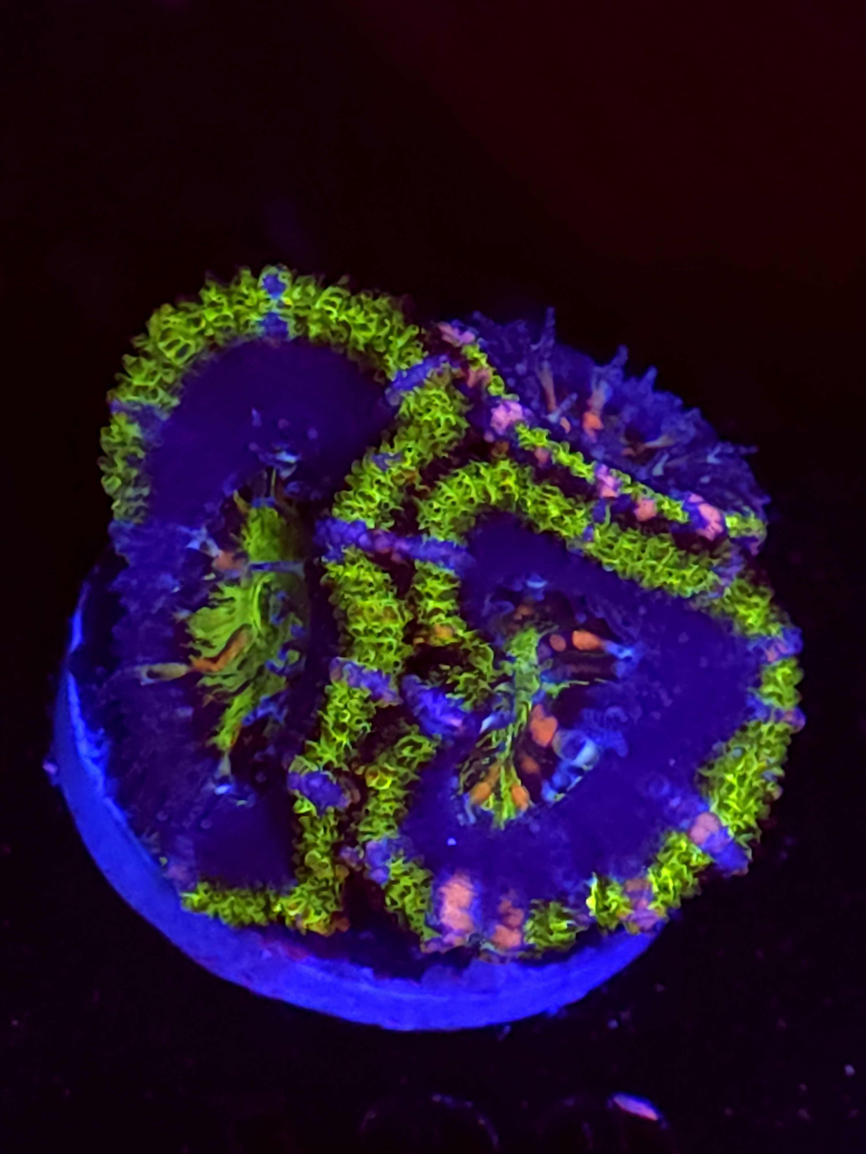 SBB "Mars Attack" Acan 2 Heads