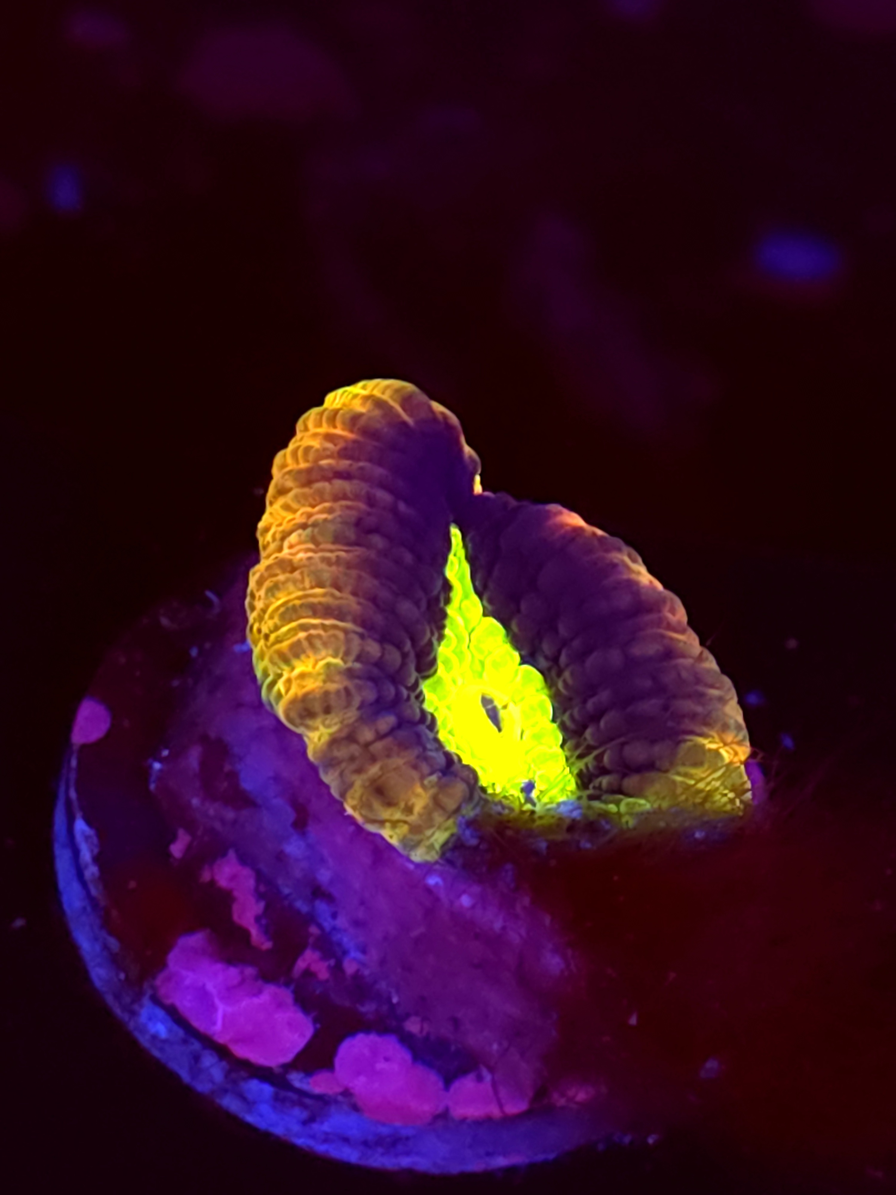 SBB "Dragon Soul" Favia 1 Eye