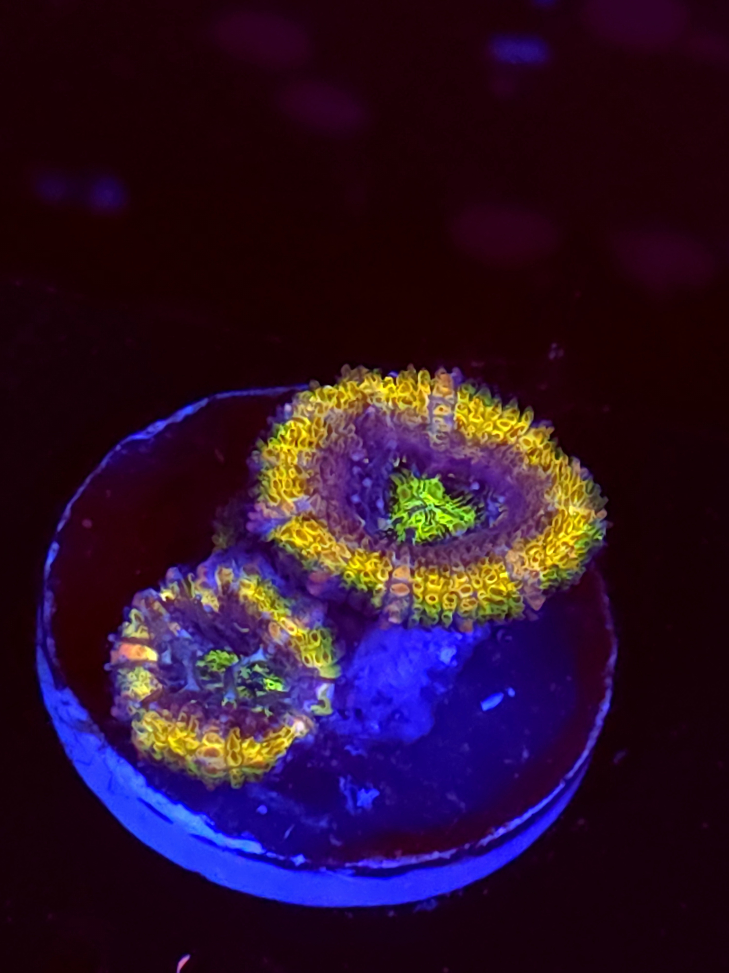 SBB "Crush Grape" Acan 2 Heads