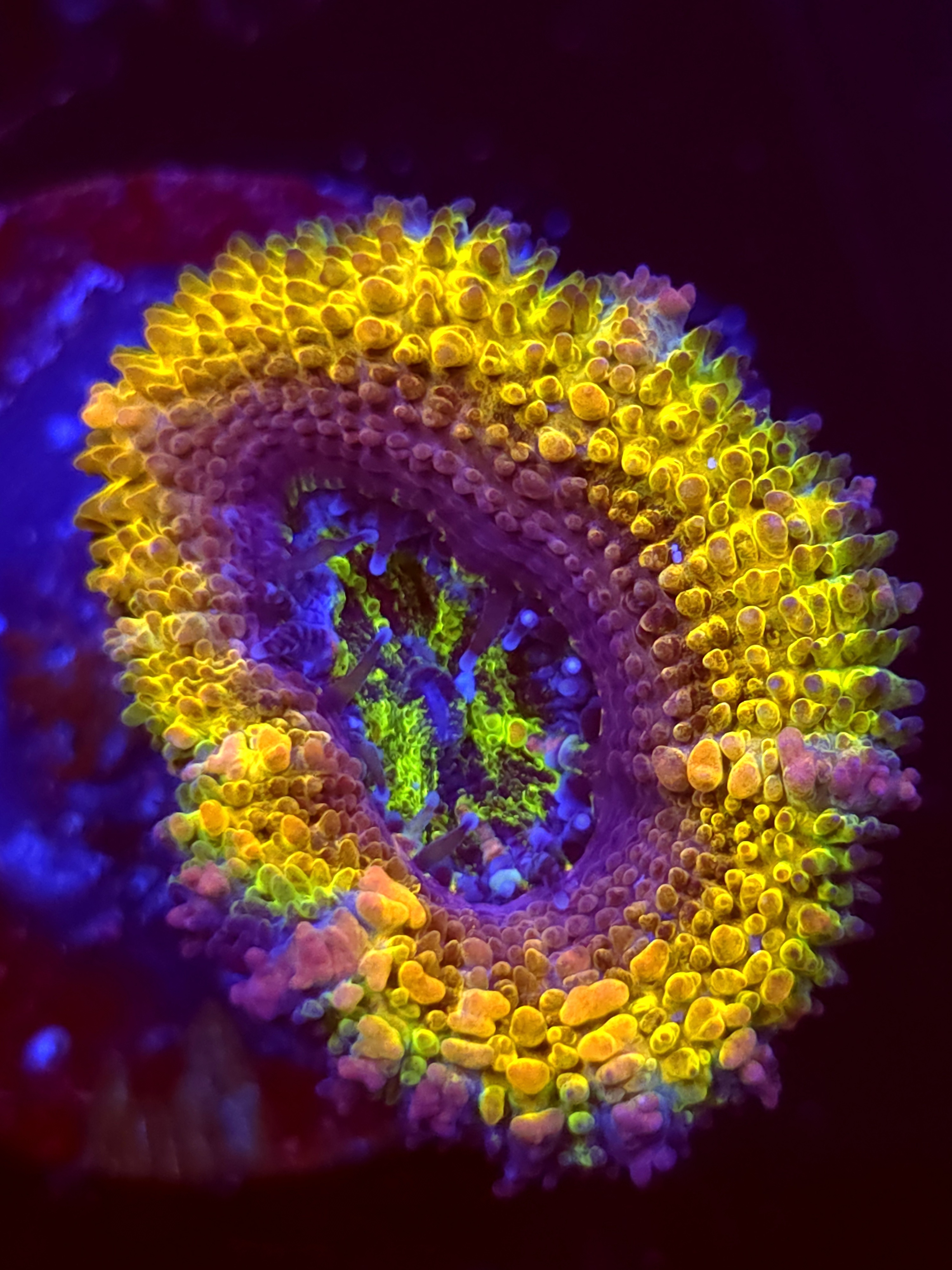 SBB "Mystery Signature" Acan 1 Head