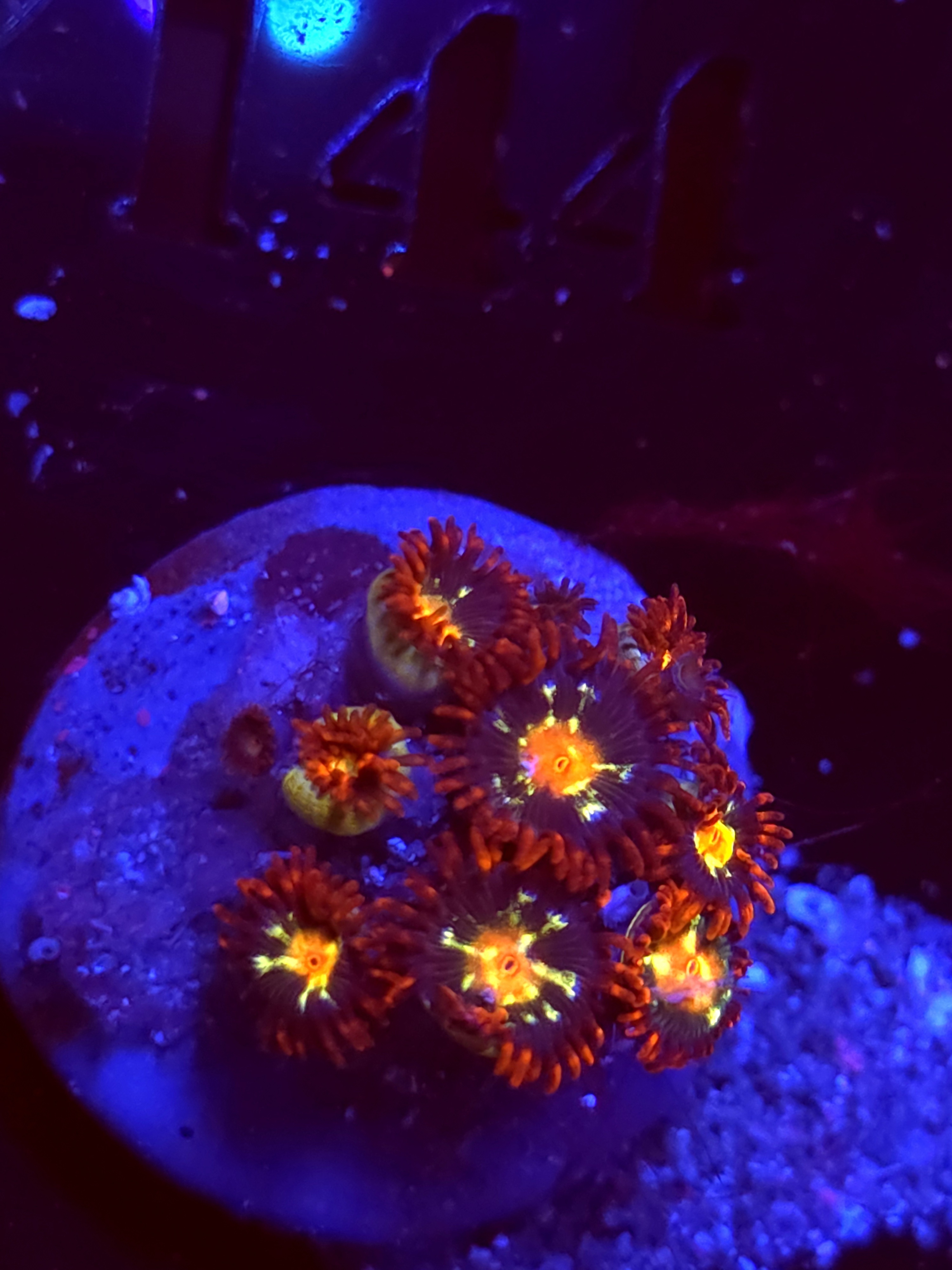 SBB "No Name" Zoa Mini Colony