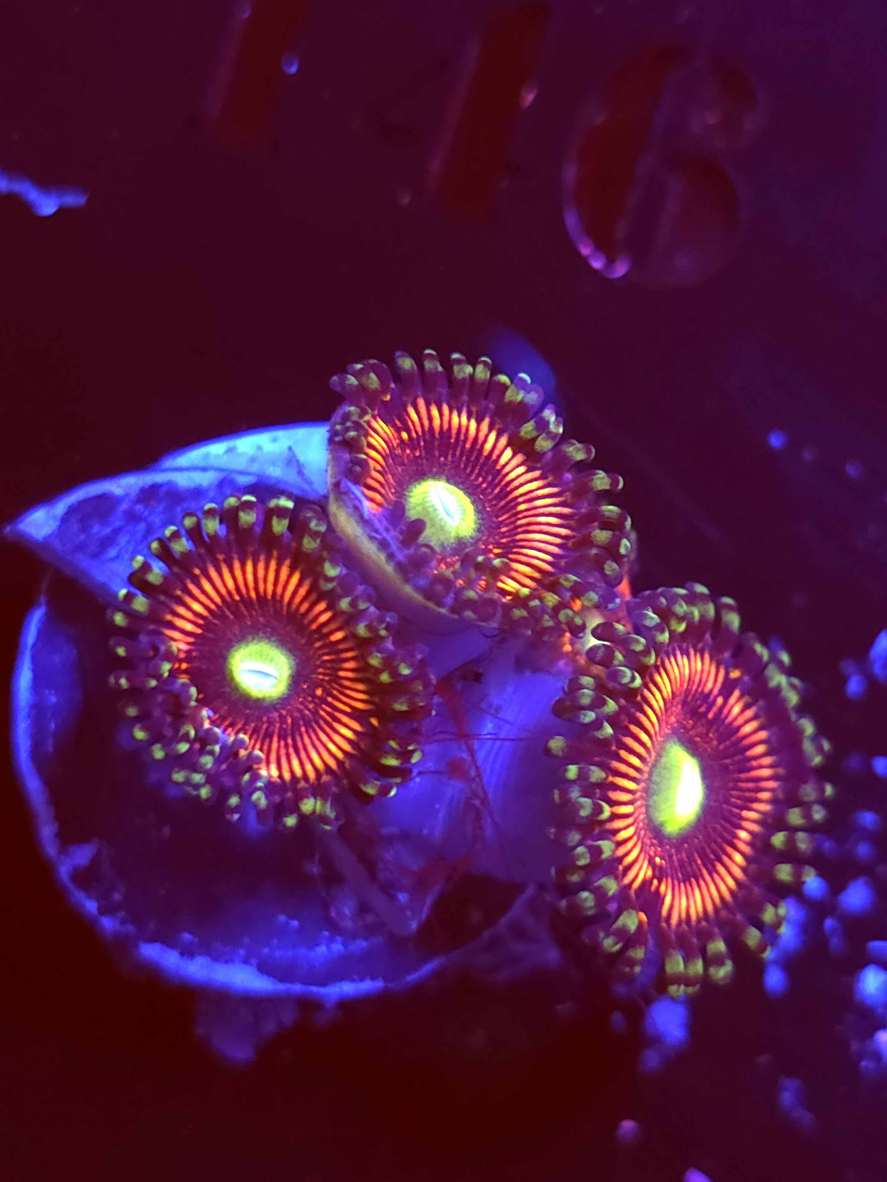 SBB "Iron Throne" Zoa 4 polyps