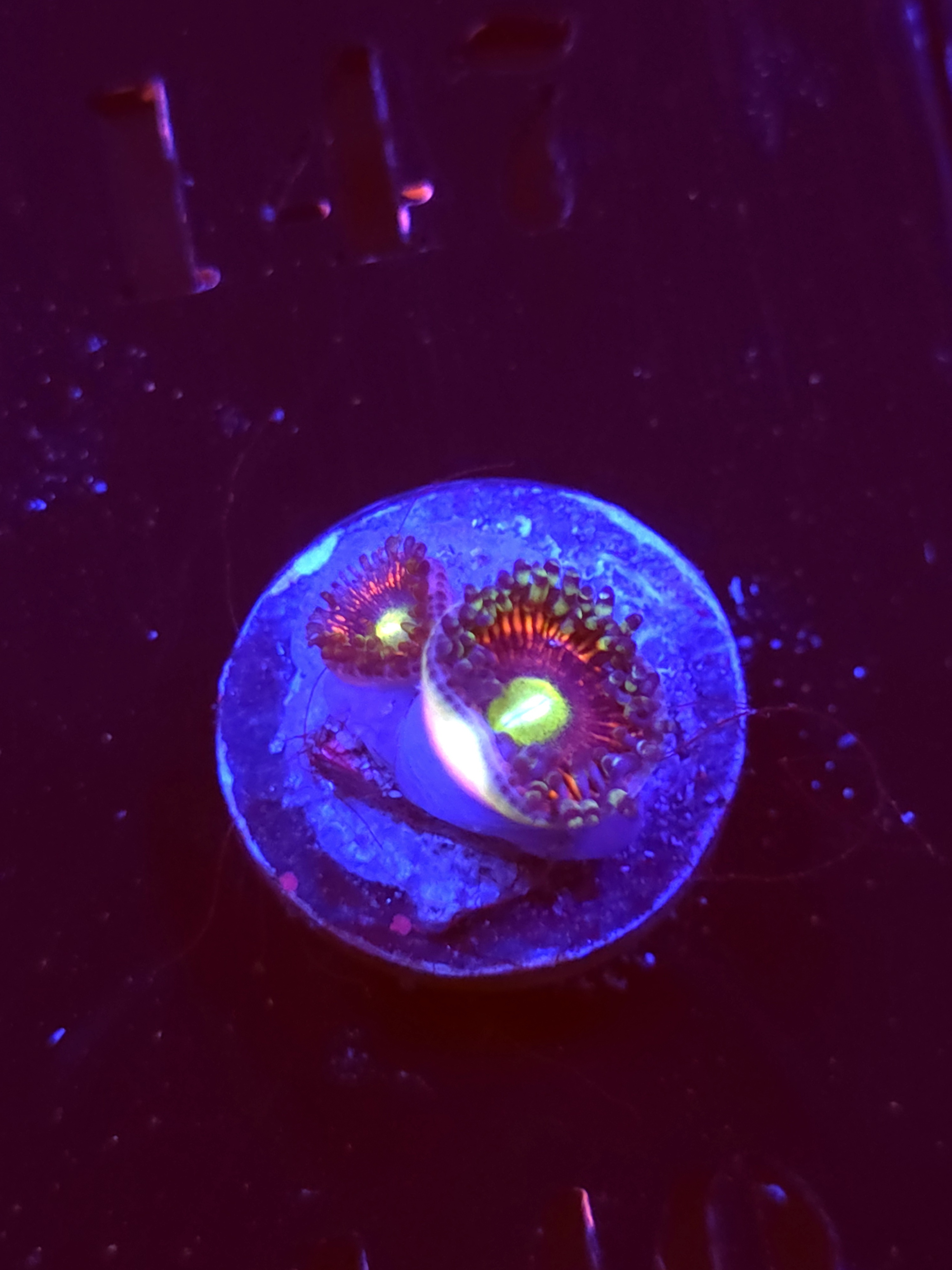 SBB "Iron Throne" Zoa 2 Polyps