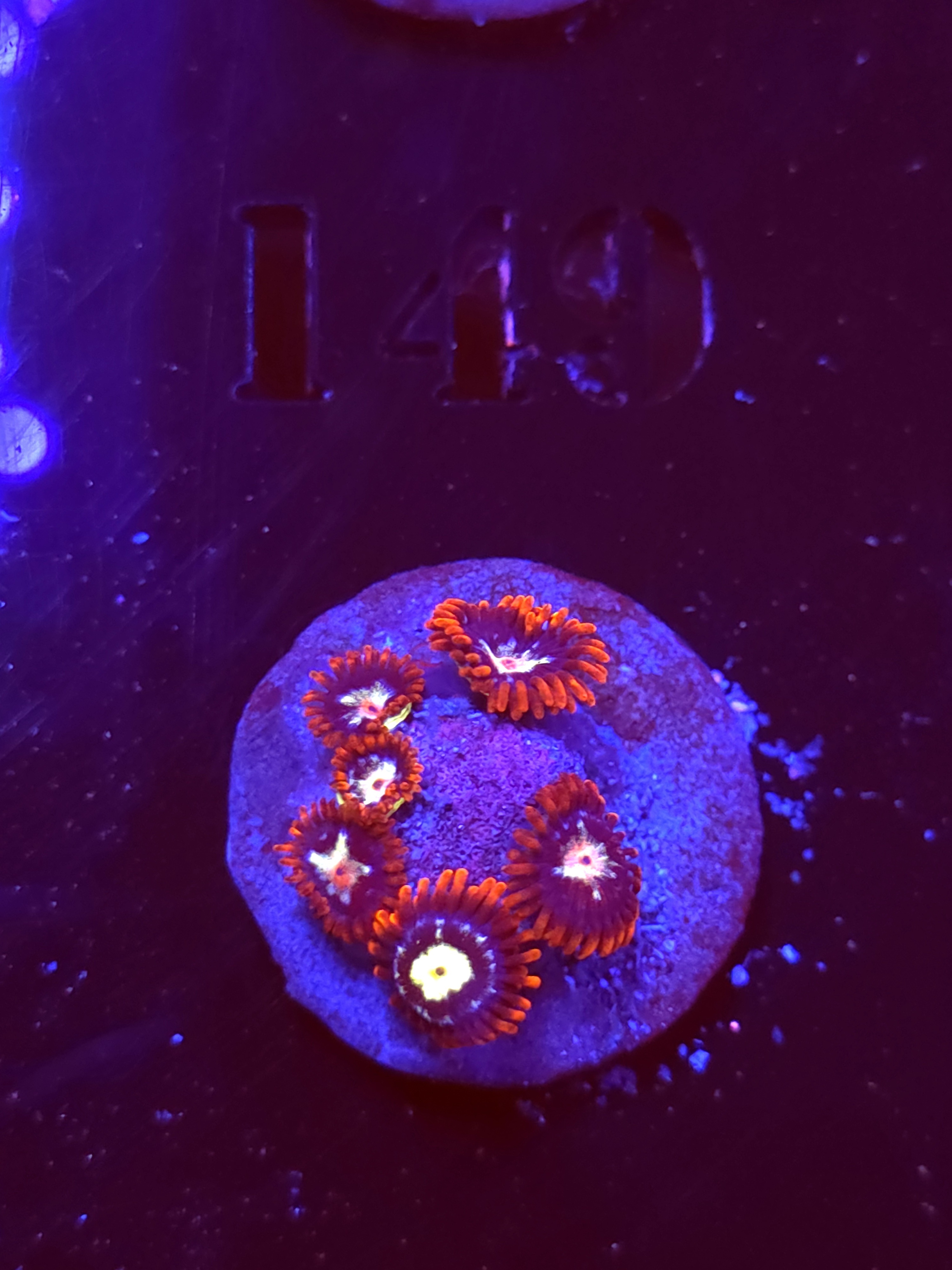 SBB "No Name" Zoa Mini Colony