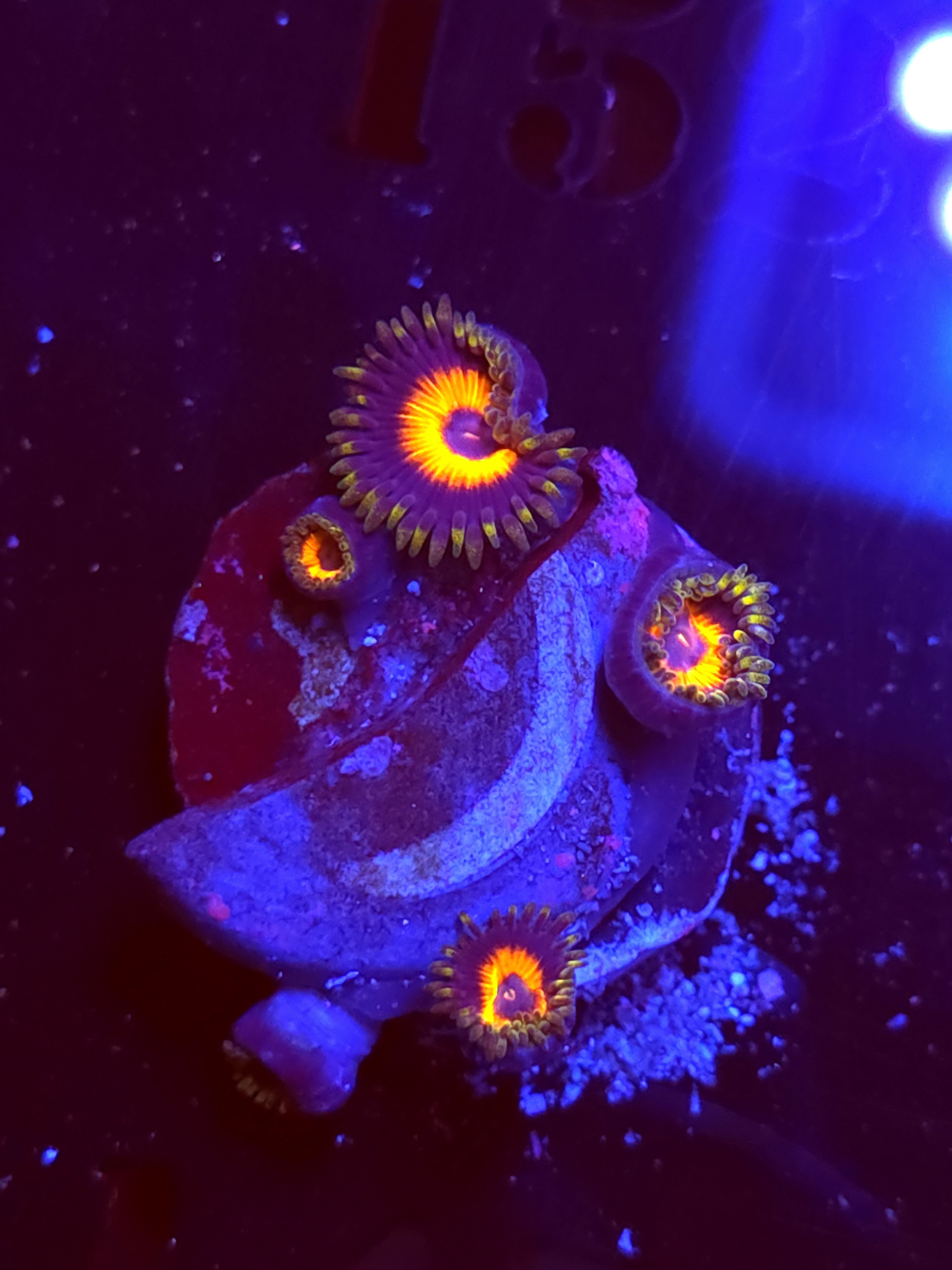 SBB "No Name" Zoa 4 Polyps