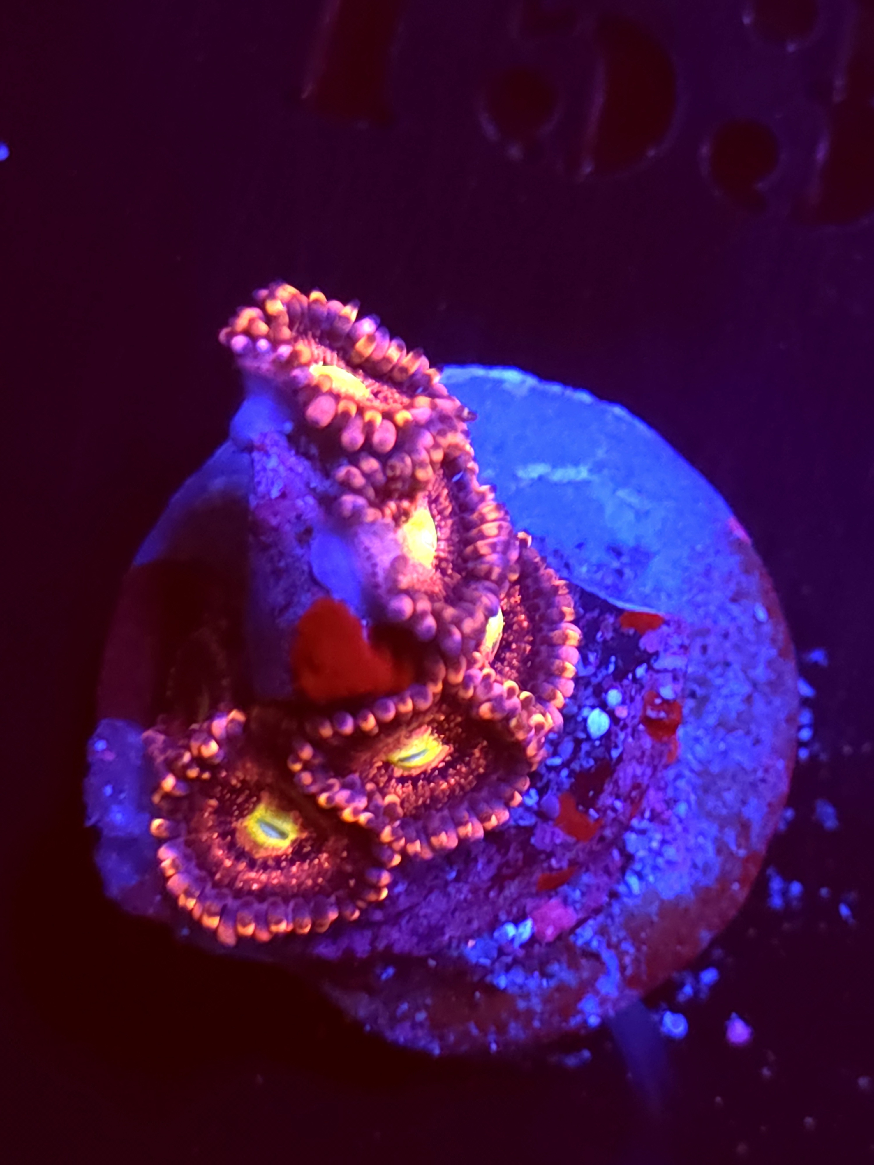 SBB "No Name" Zoa Mini Colony