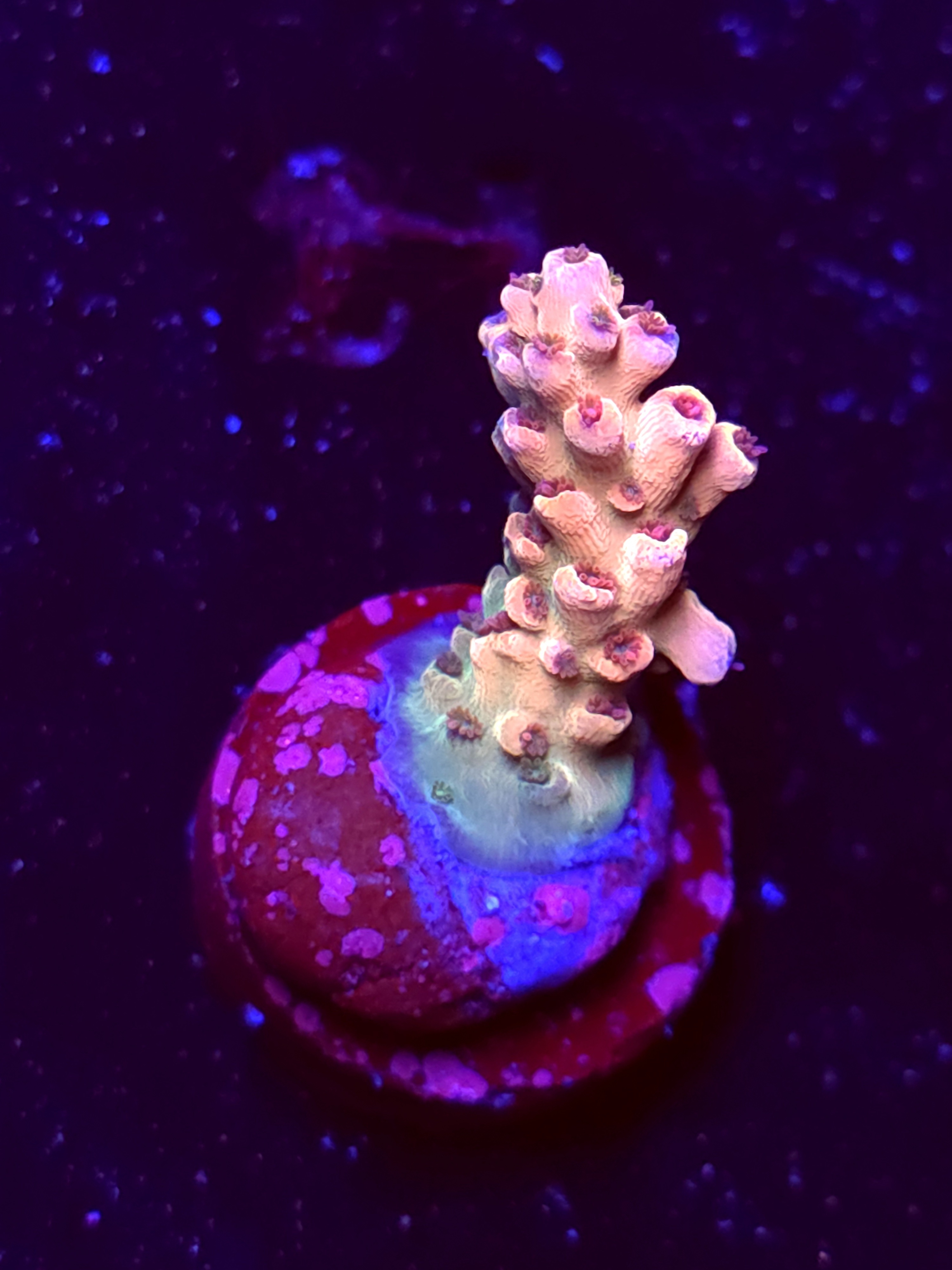 SBB "Liquid Fire" Acro Small Branch