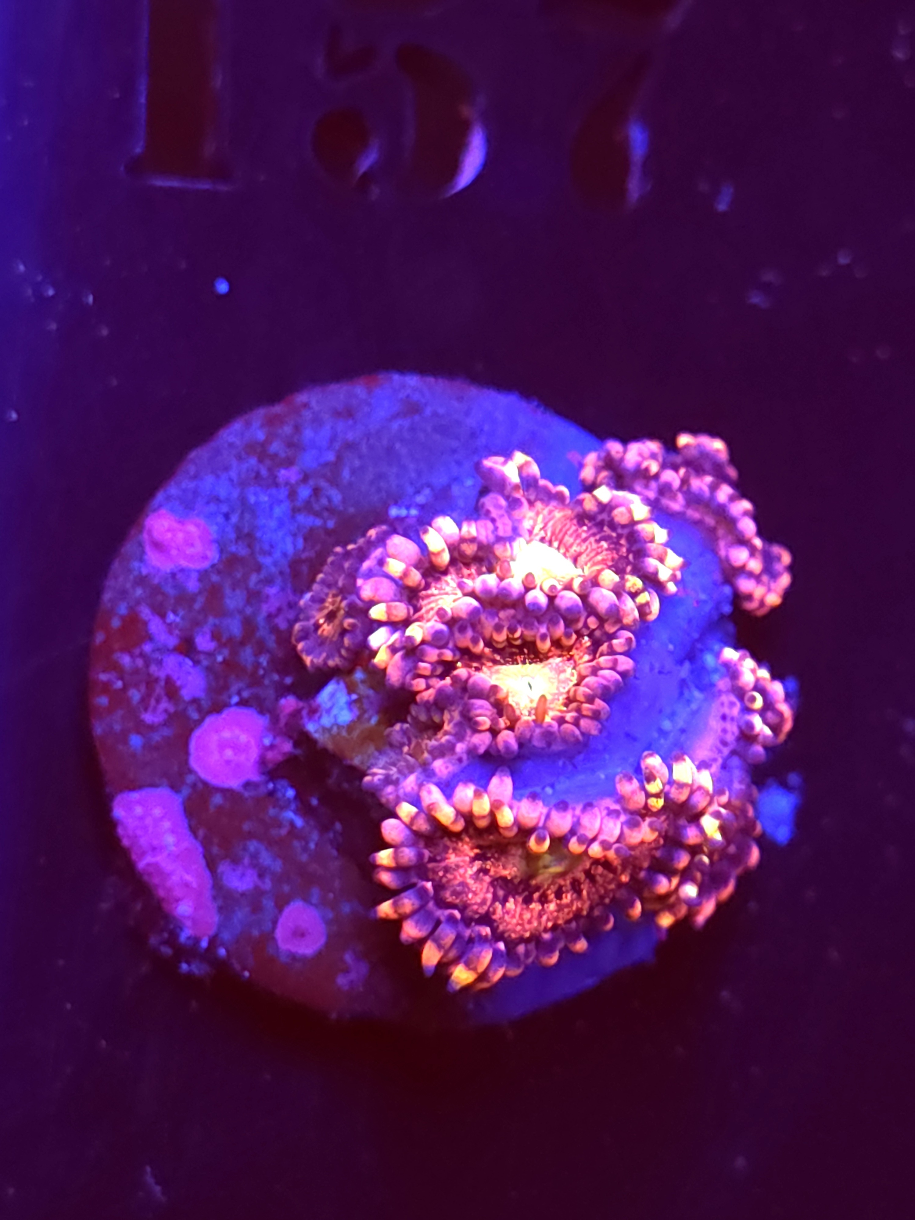 SBB "No Name" Zoa Mini Colony