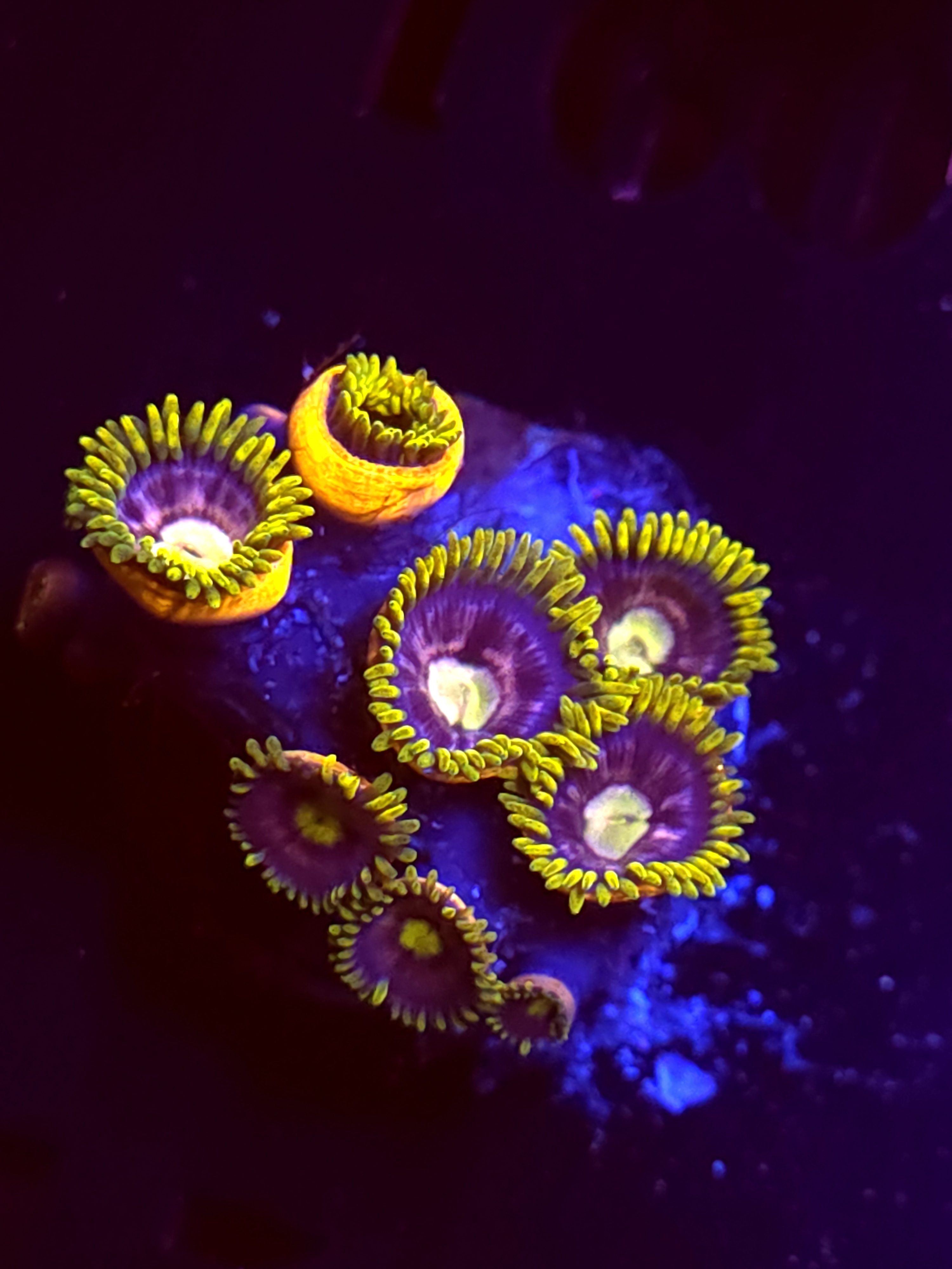 SBB "No Name" Zoa Mini Colony