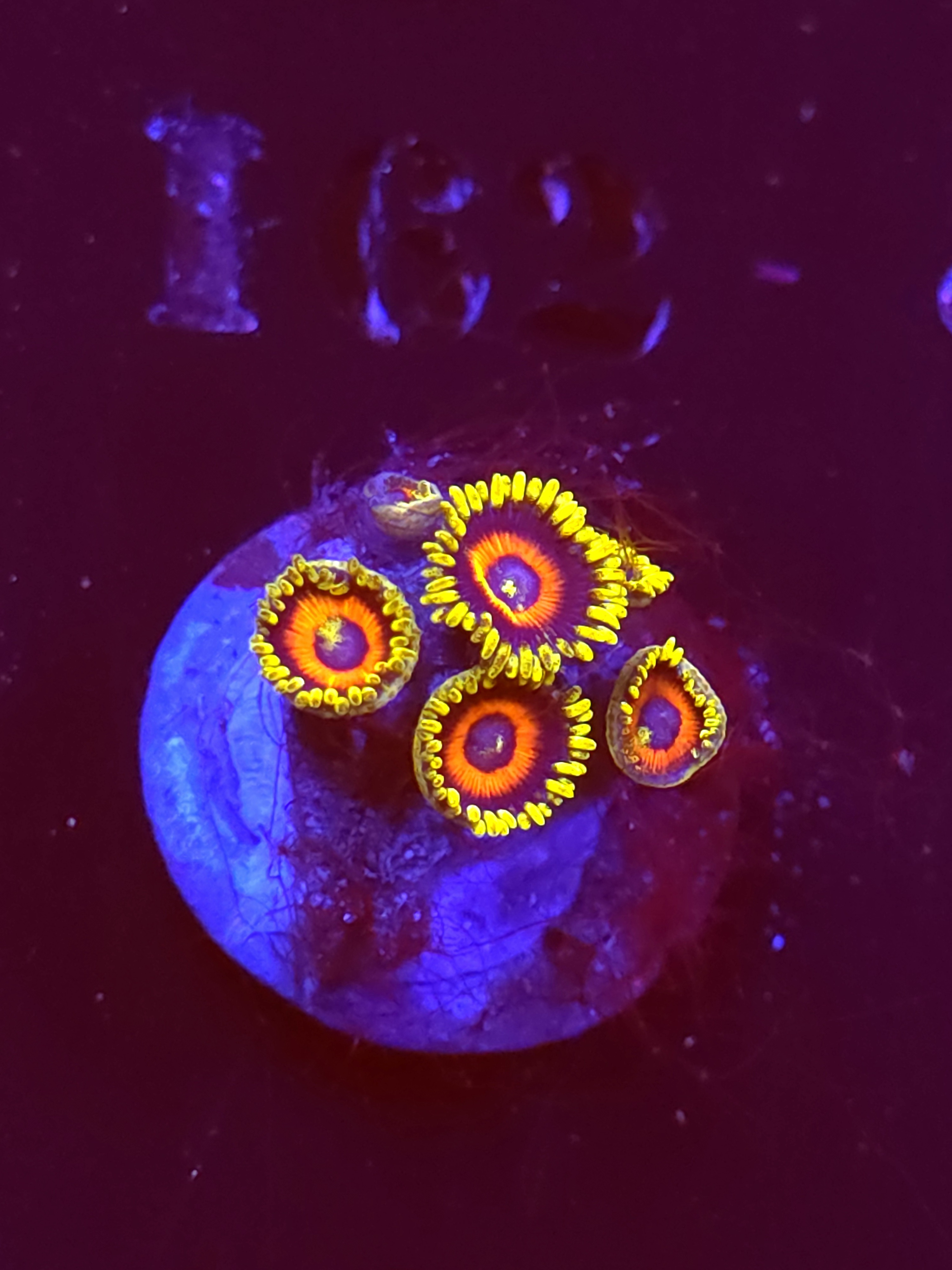 SBB "No Name" Zoa 5+ Polyps