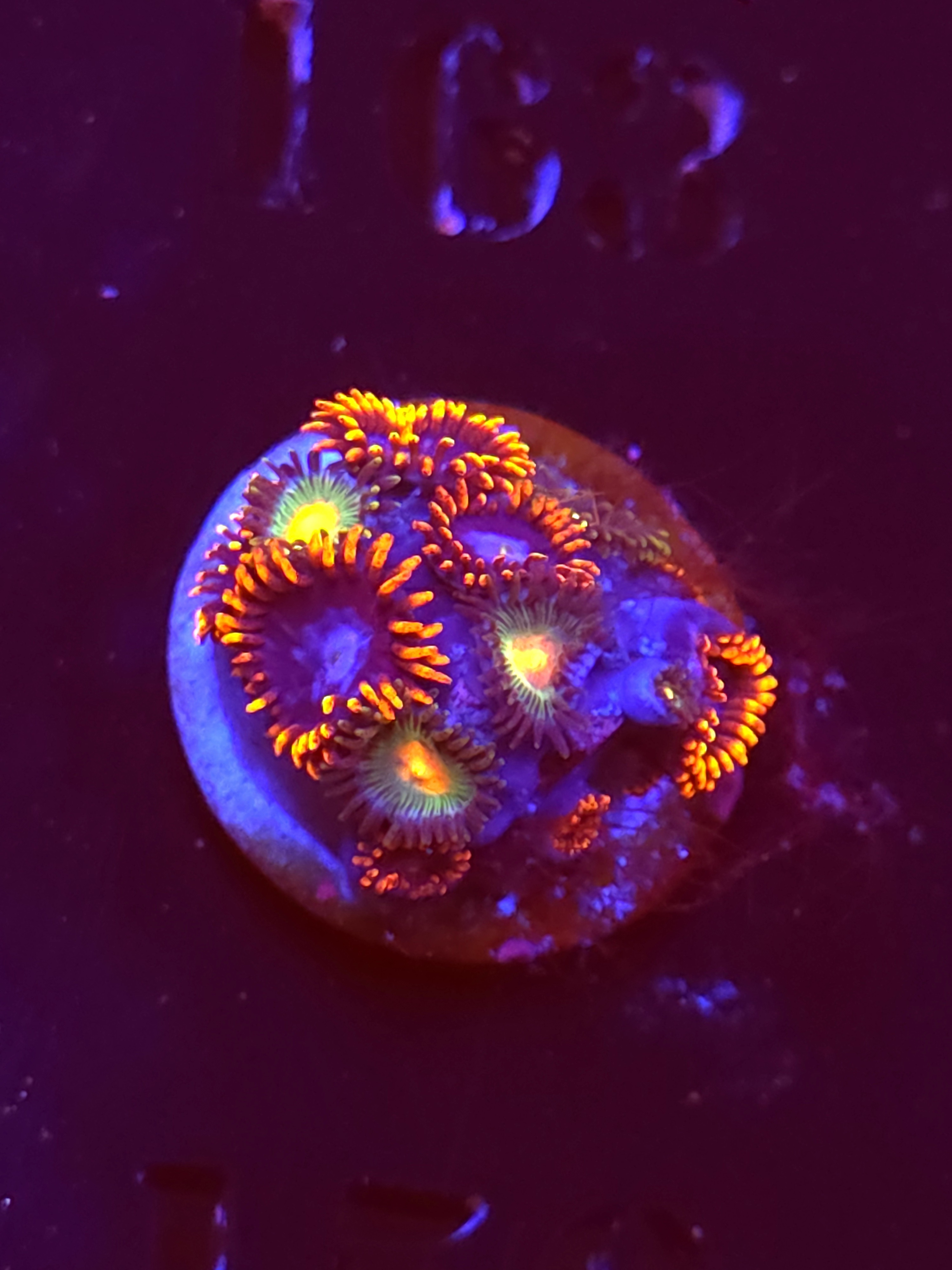 SBB "No Name" Zoa Mini Colony