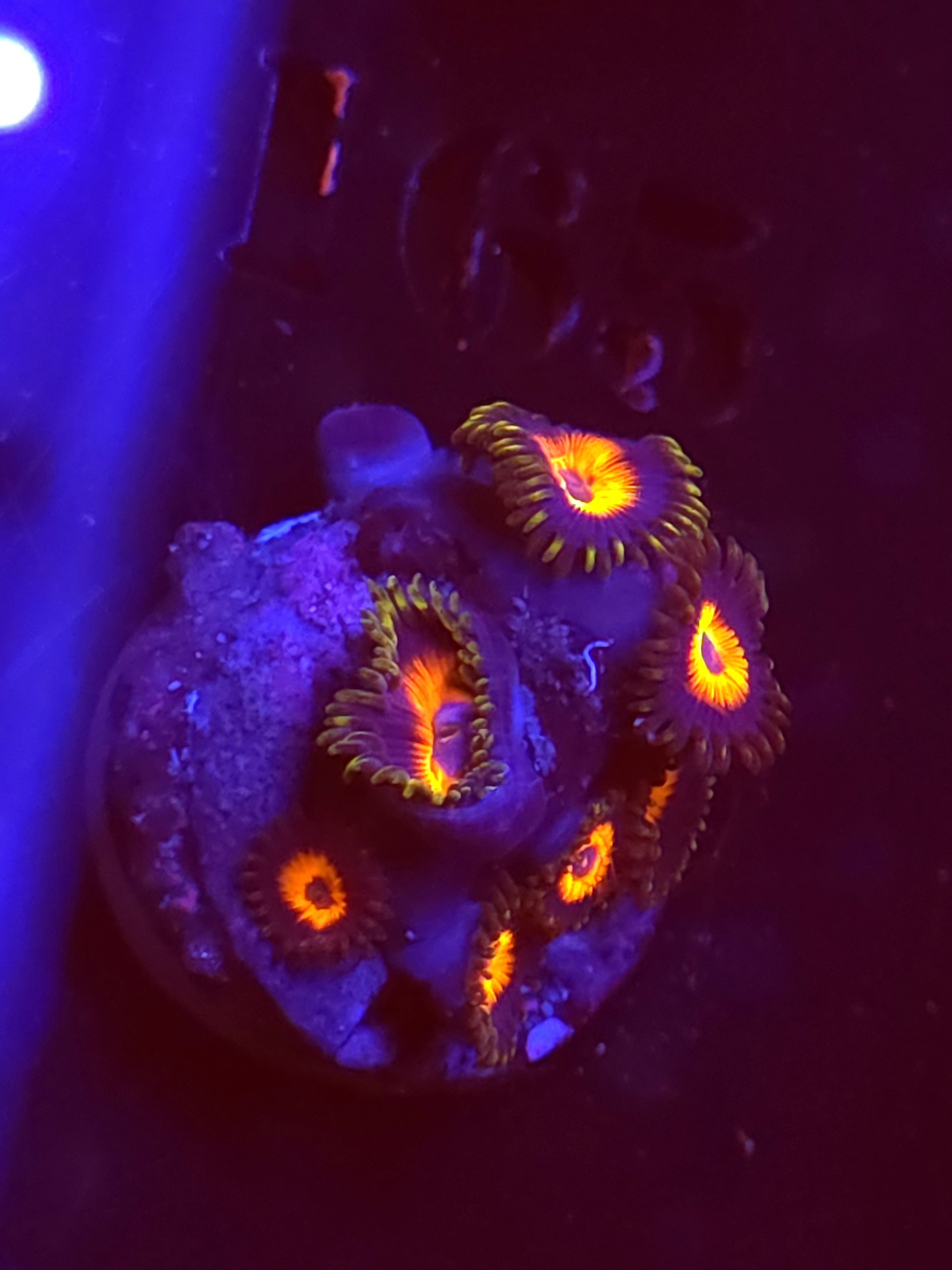 SBB "No Name" Zoa Mini Colony