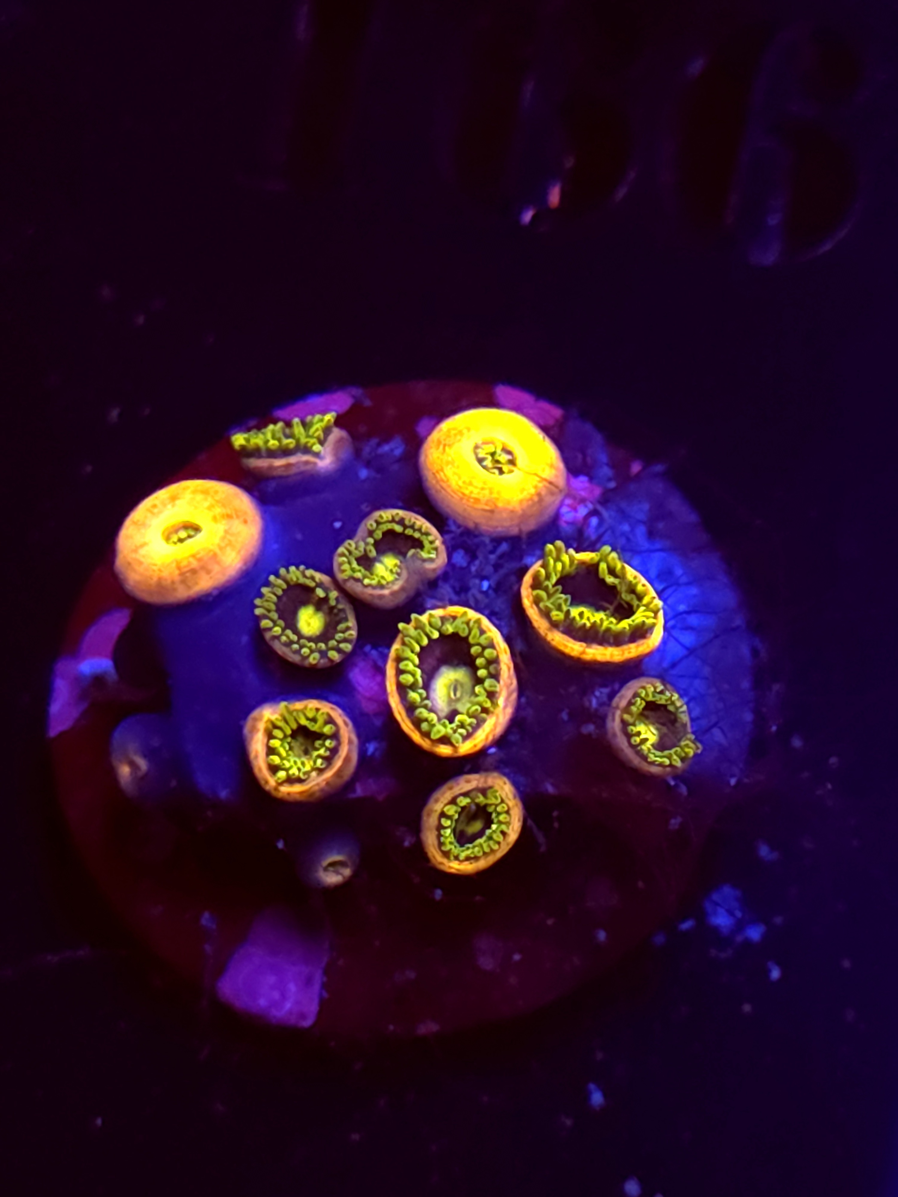 SBB "No Name" Zoa Mini Colony