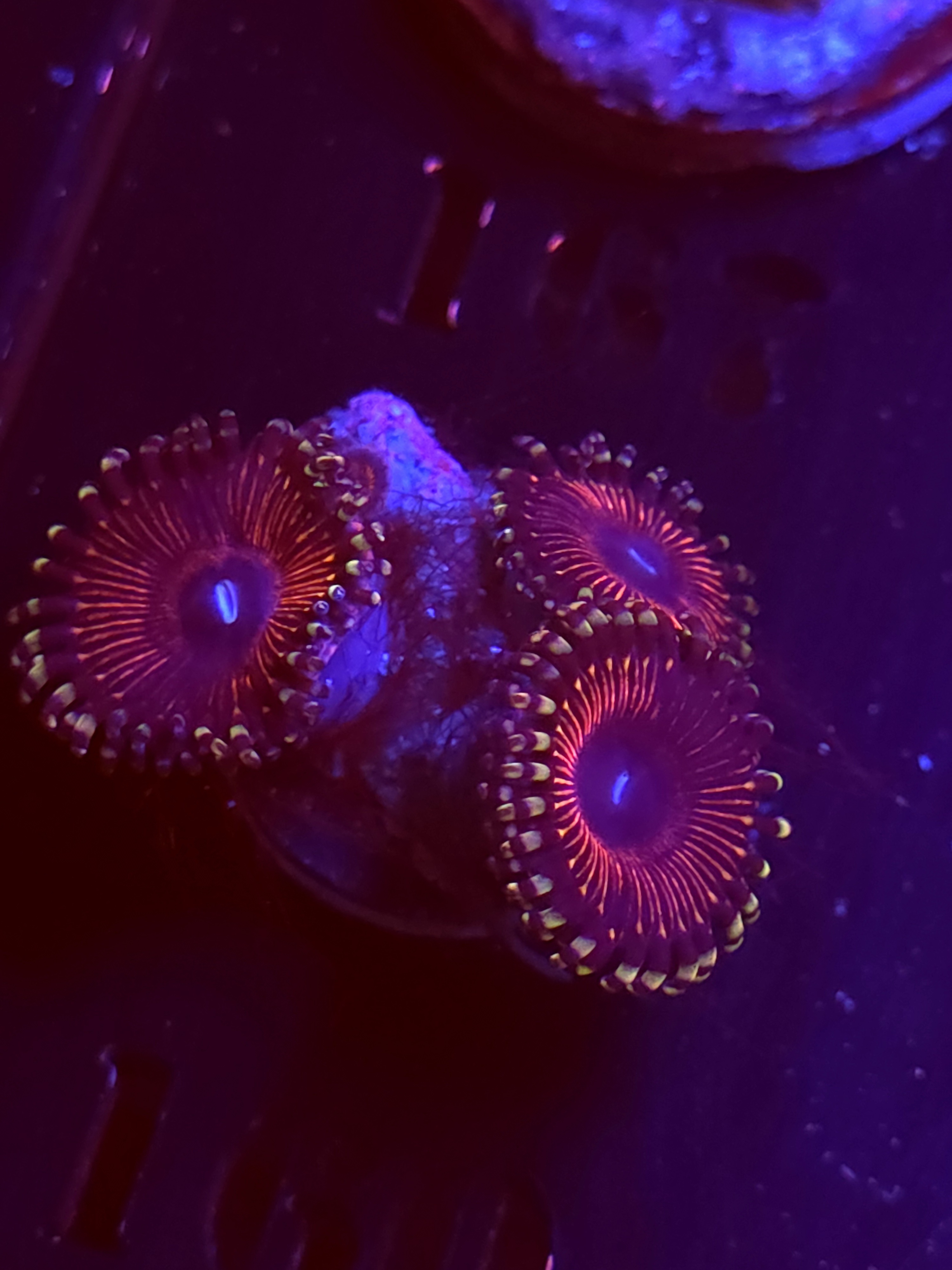 SBB "No Name" Zoa 3 Polyps