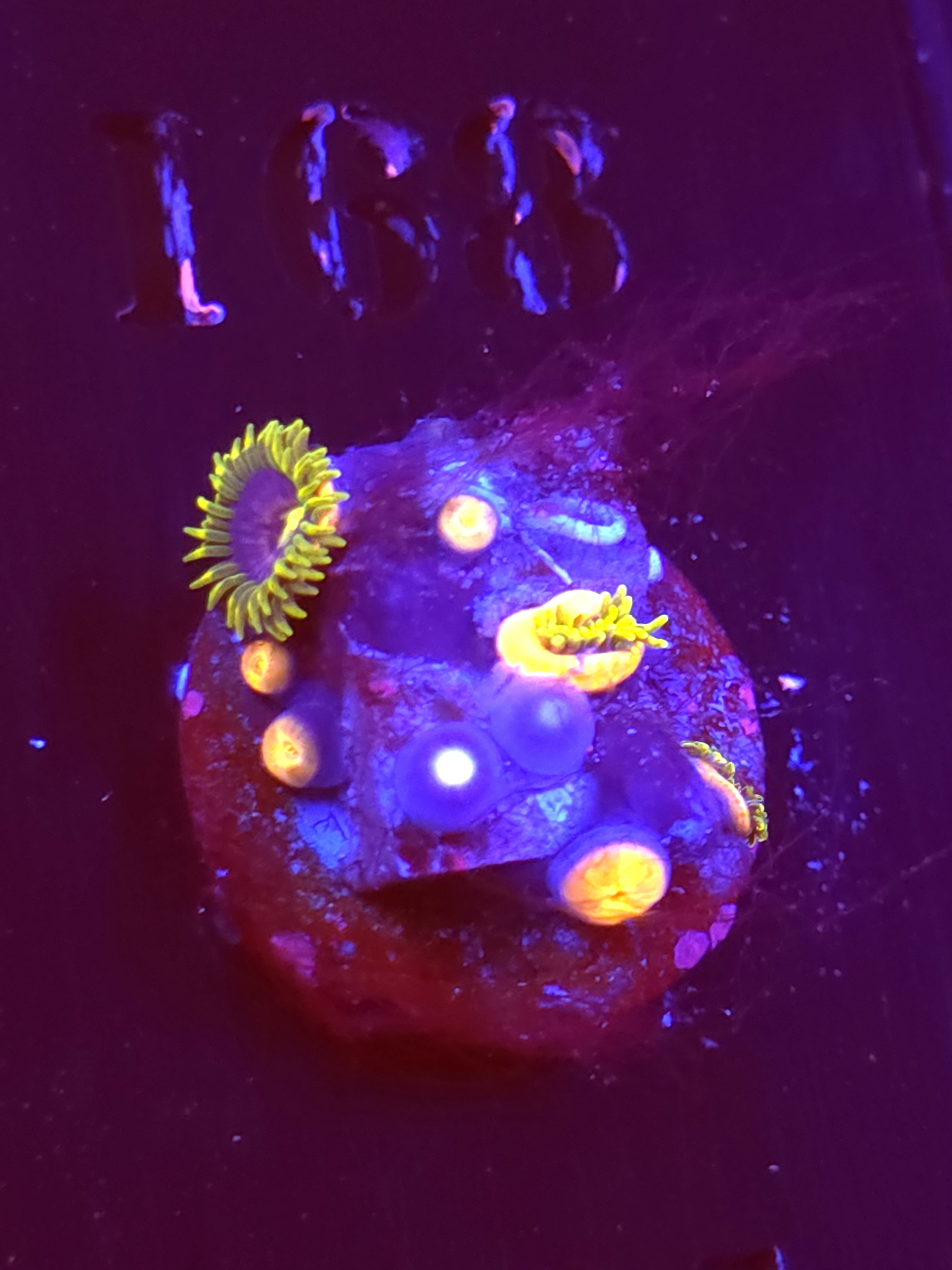 SBB "No Name" Zoa 5+ Polyps