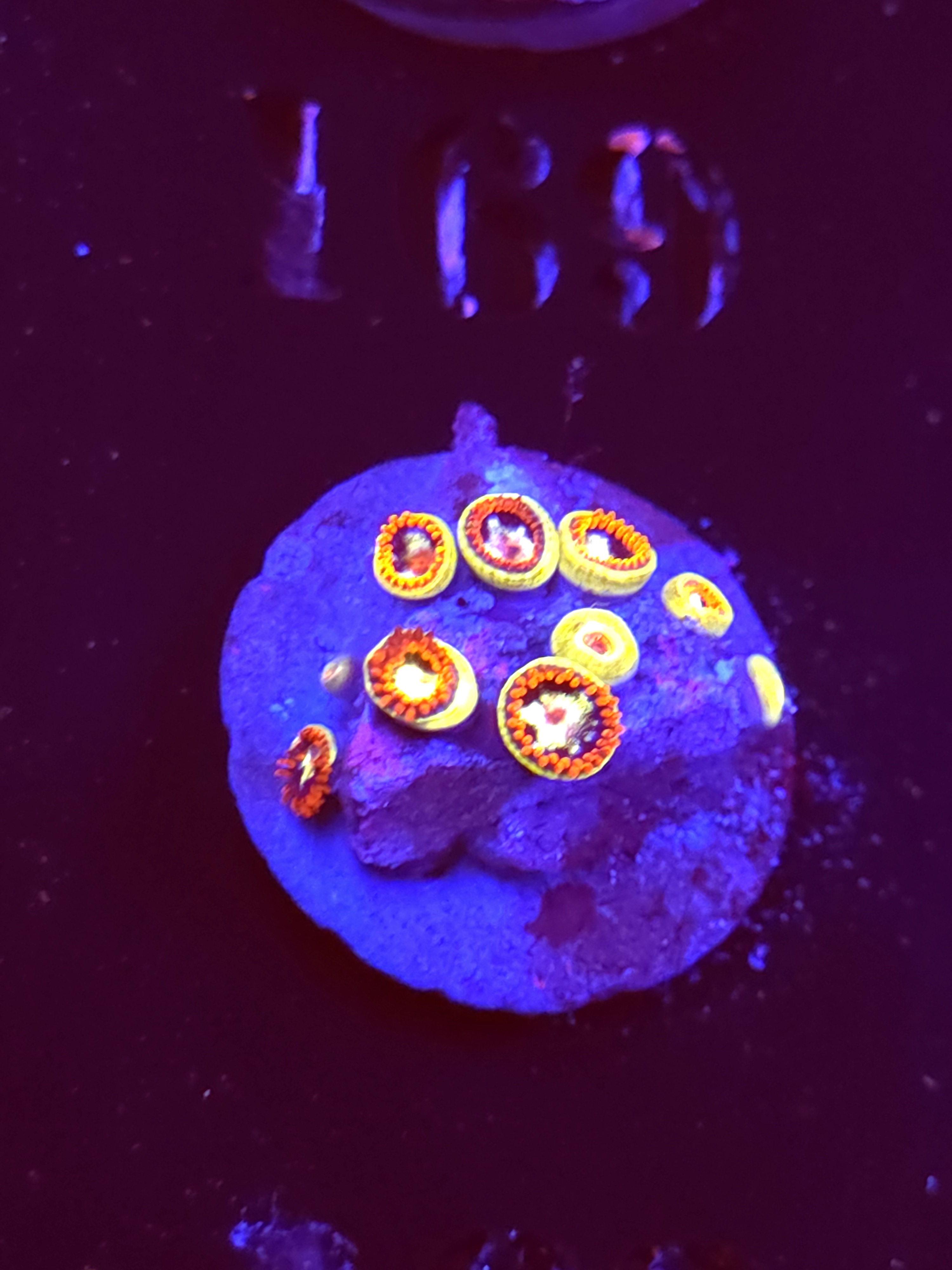 SBB "No Name" Zoa Mini Colony