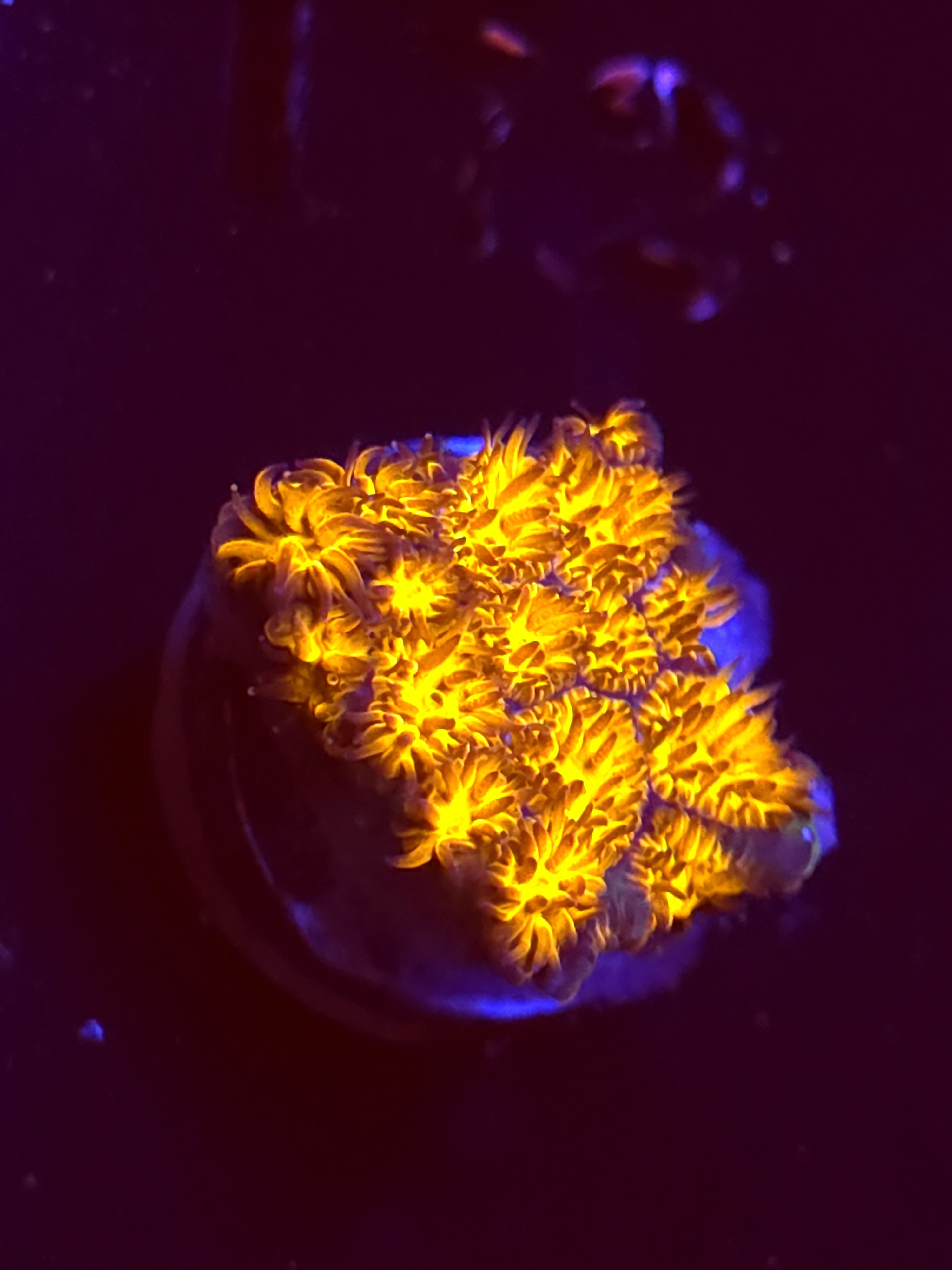 SBB "Golden Leopard" Lepto Small