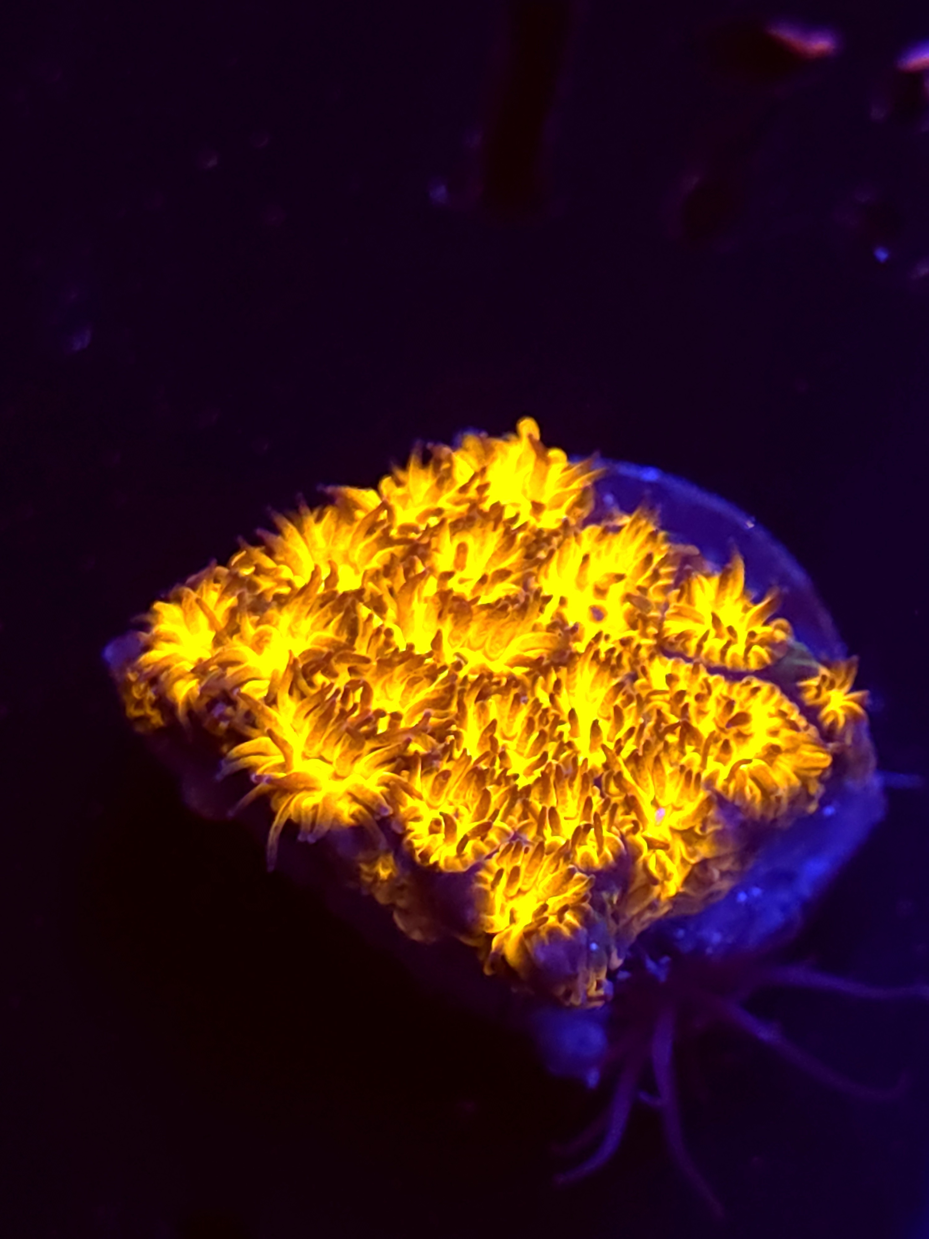 SBB "Golden Leopard" Lepto Medium