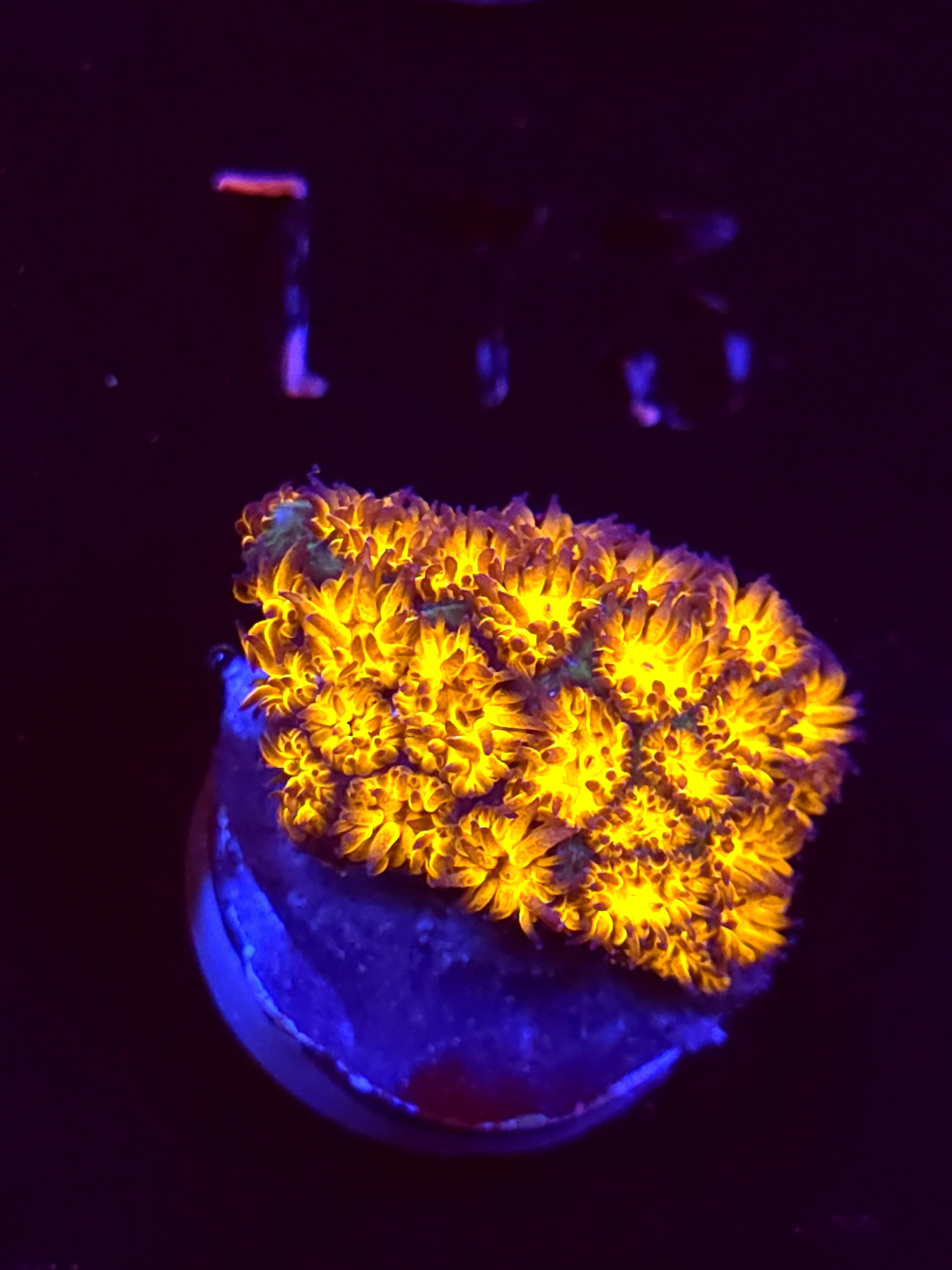 SBB "Golden Leopard" Lepto Medium