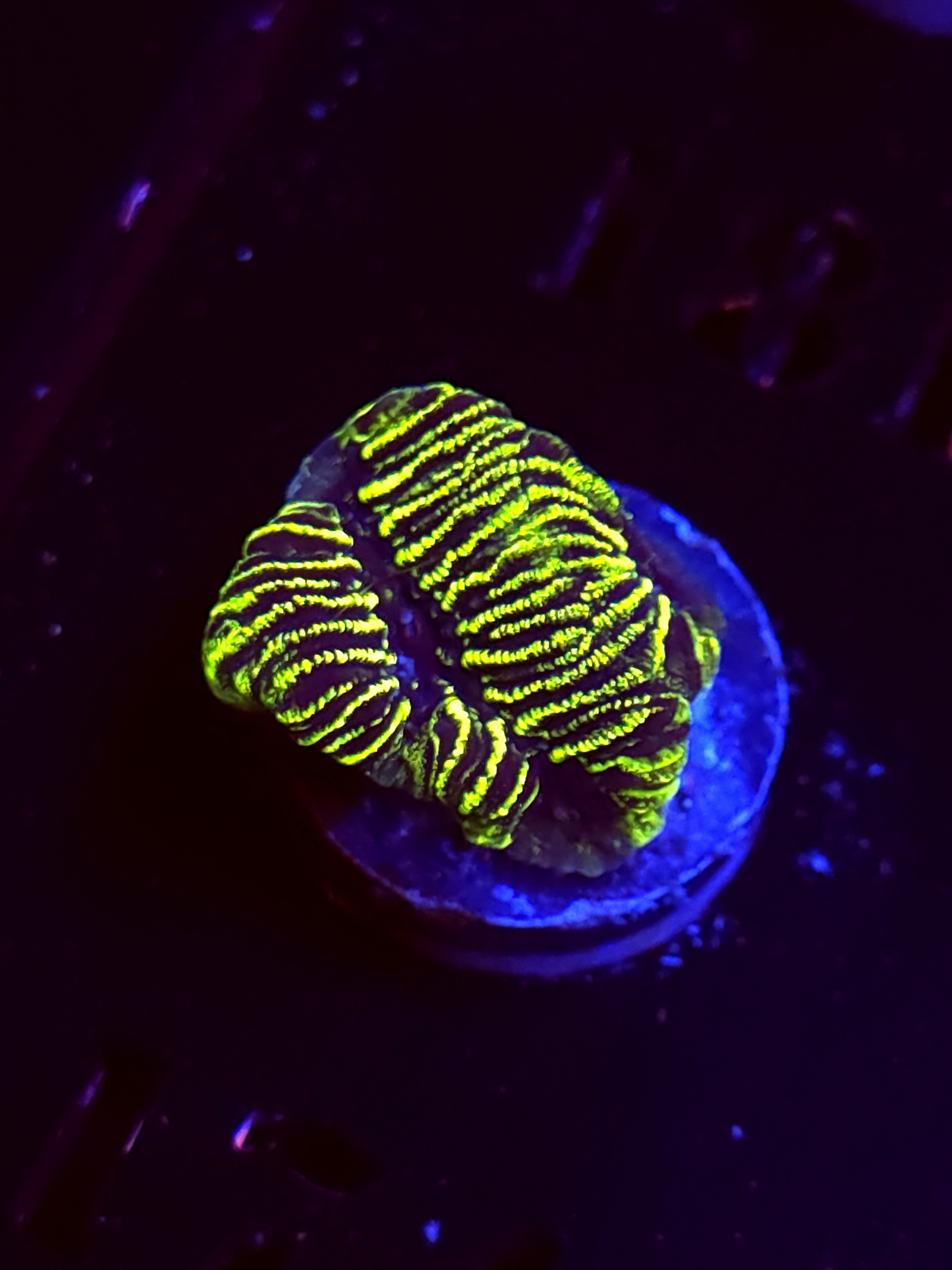 SBB "Mystery Signature" Encruster Small