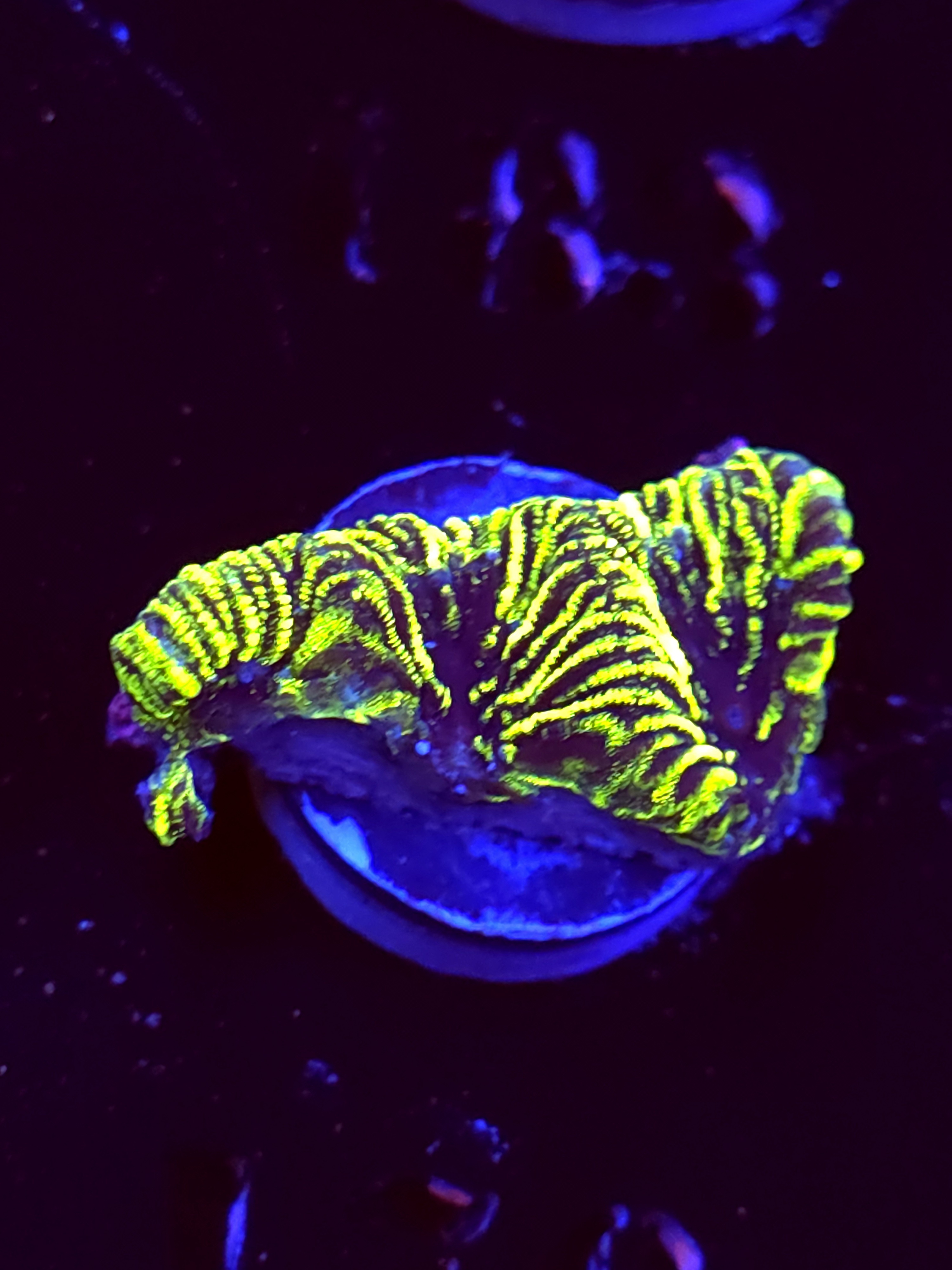 SBB "Green Machine" Encruster Medium