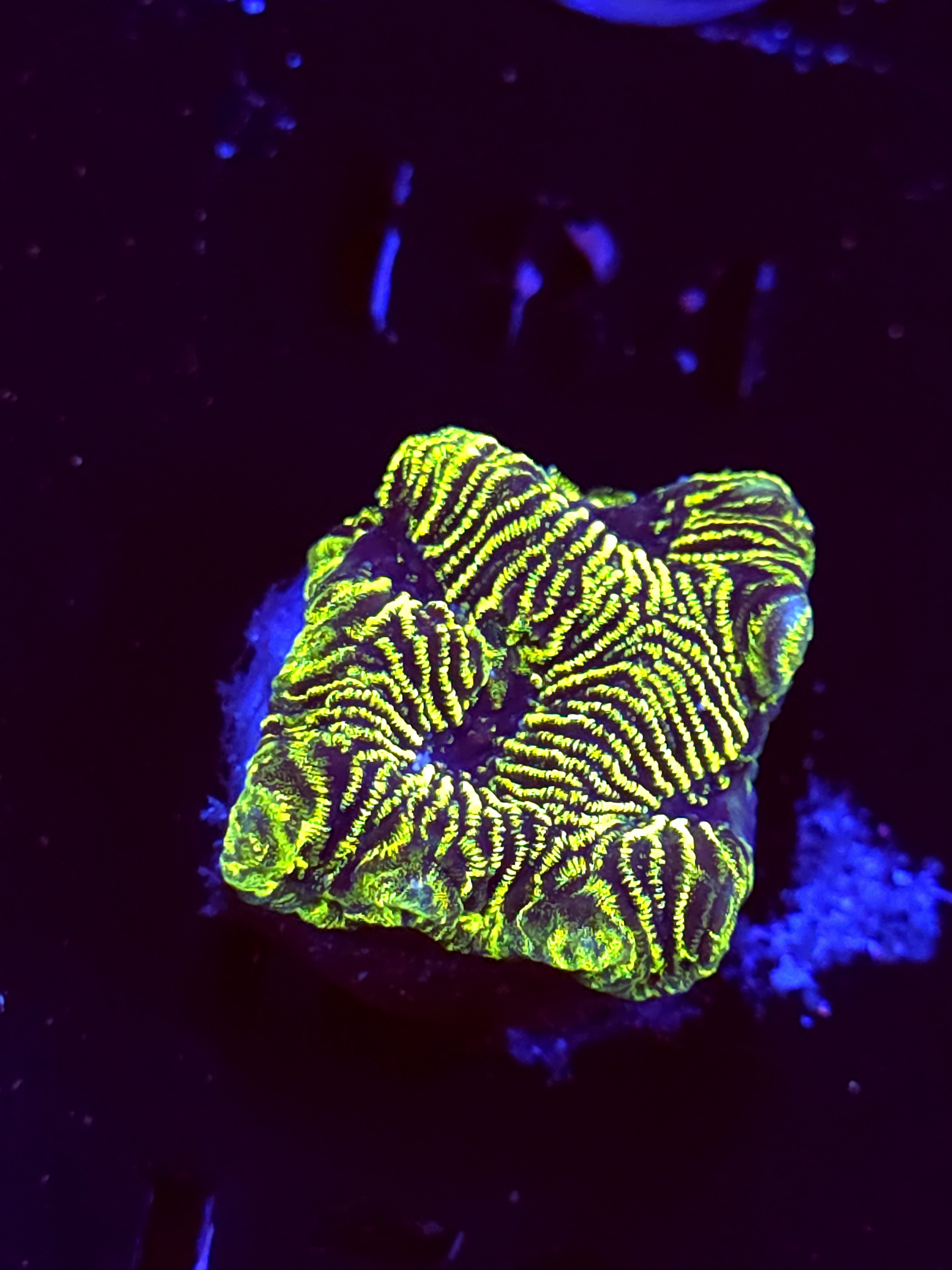 SBB "Green Machine" Encruster Medium