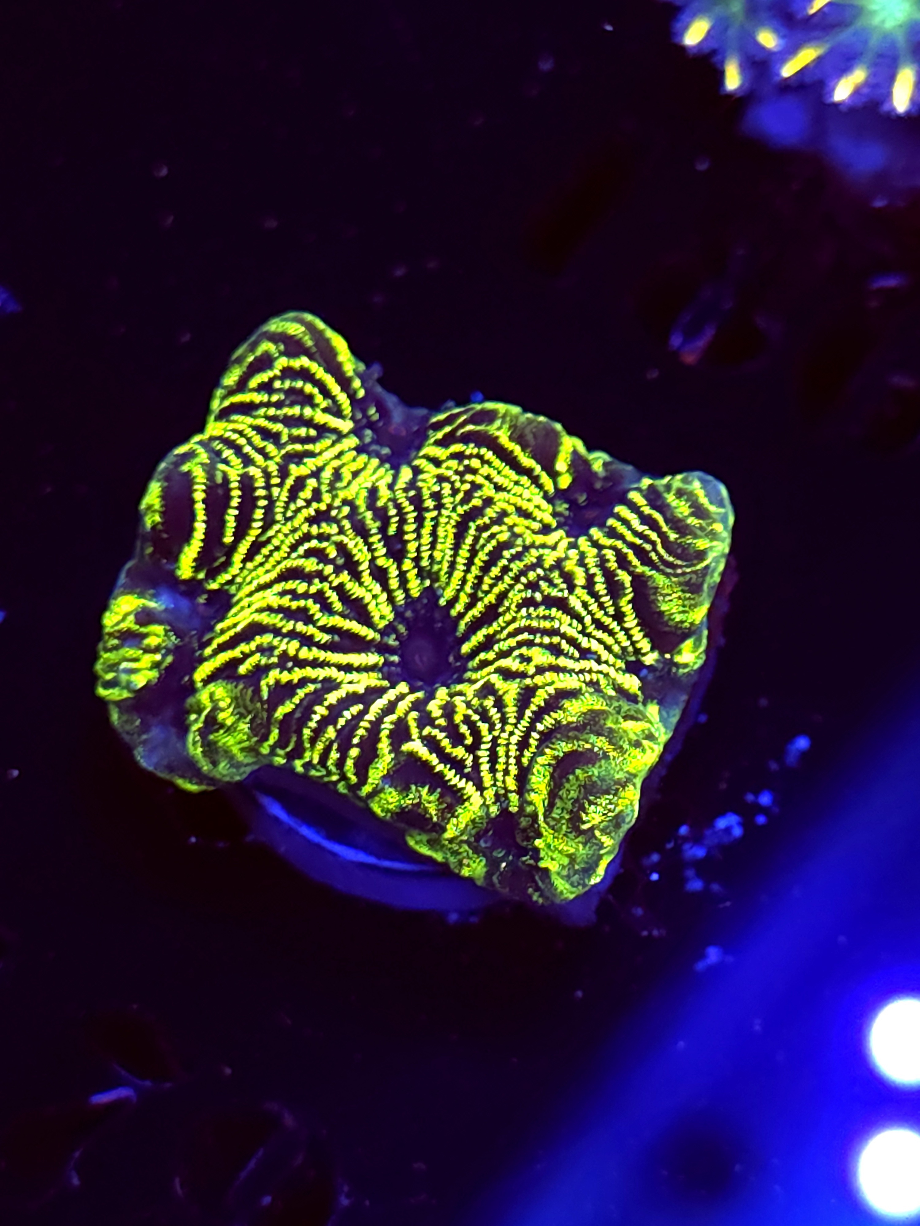 SBB "Green Machine" Encruster Medium