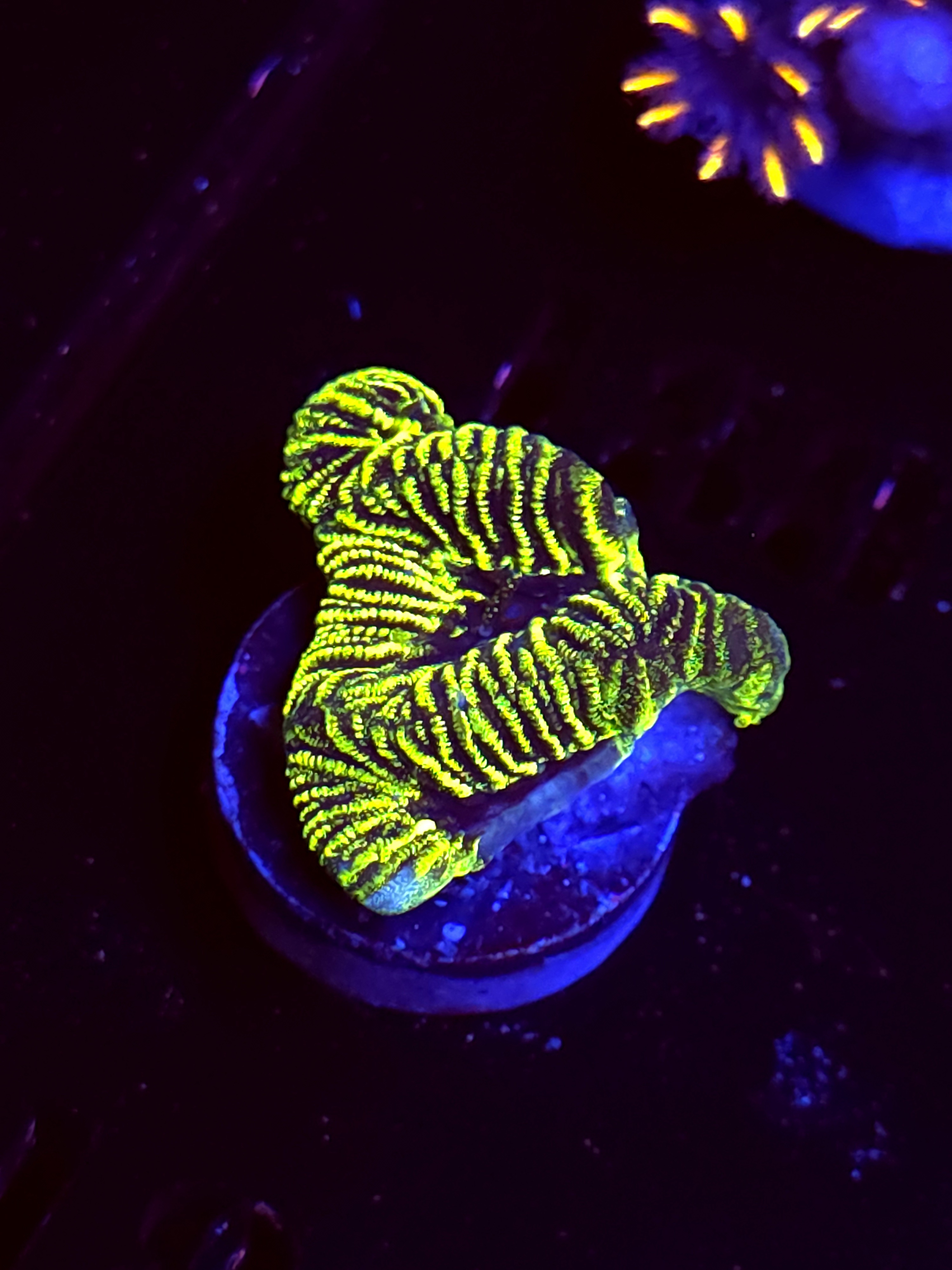 SBB "Green Machine" Encruster Medium