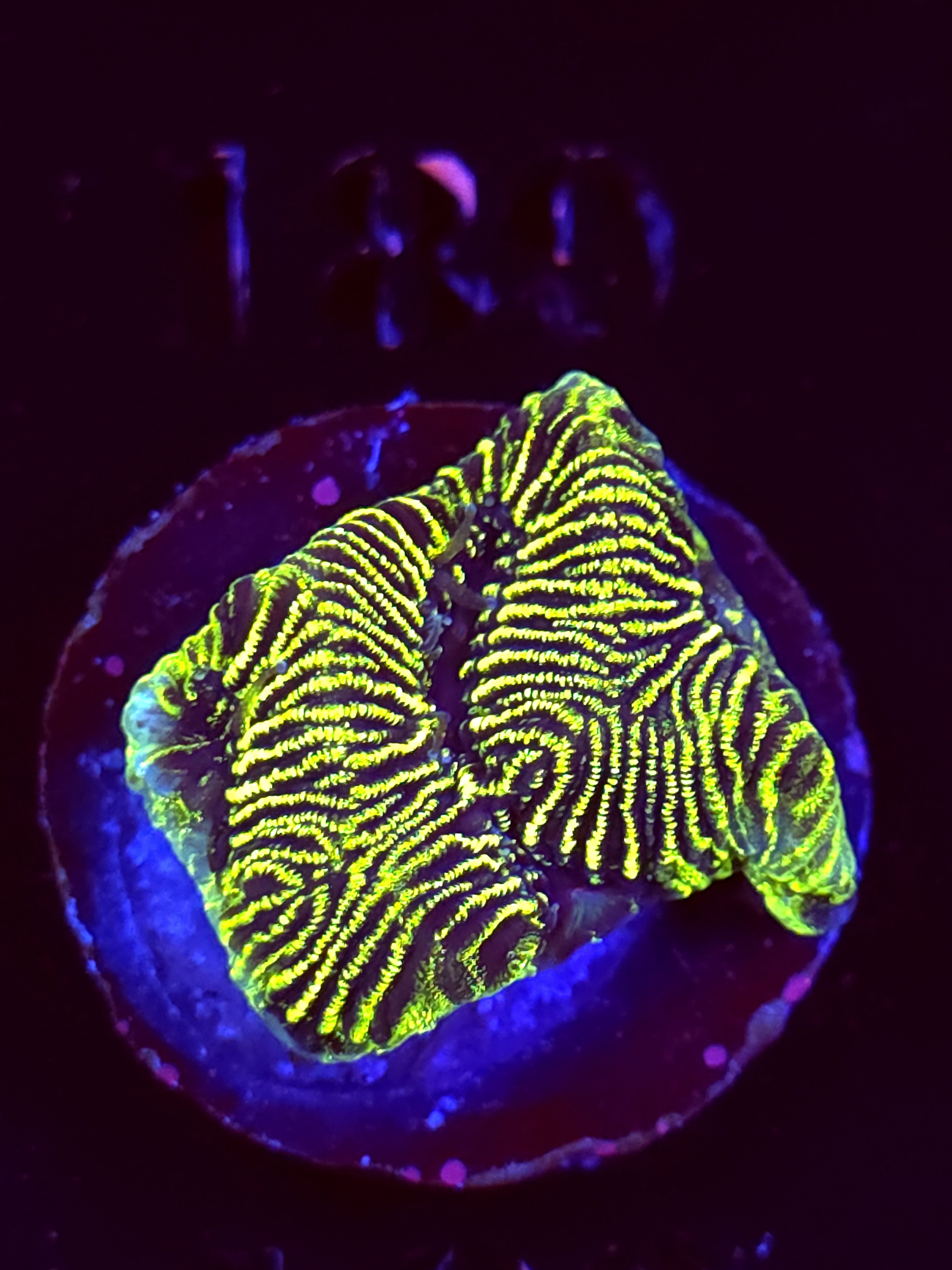 SBB "Green Machine" Encruster Large