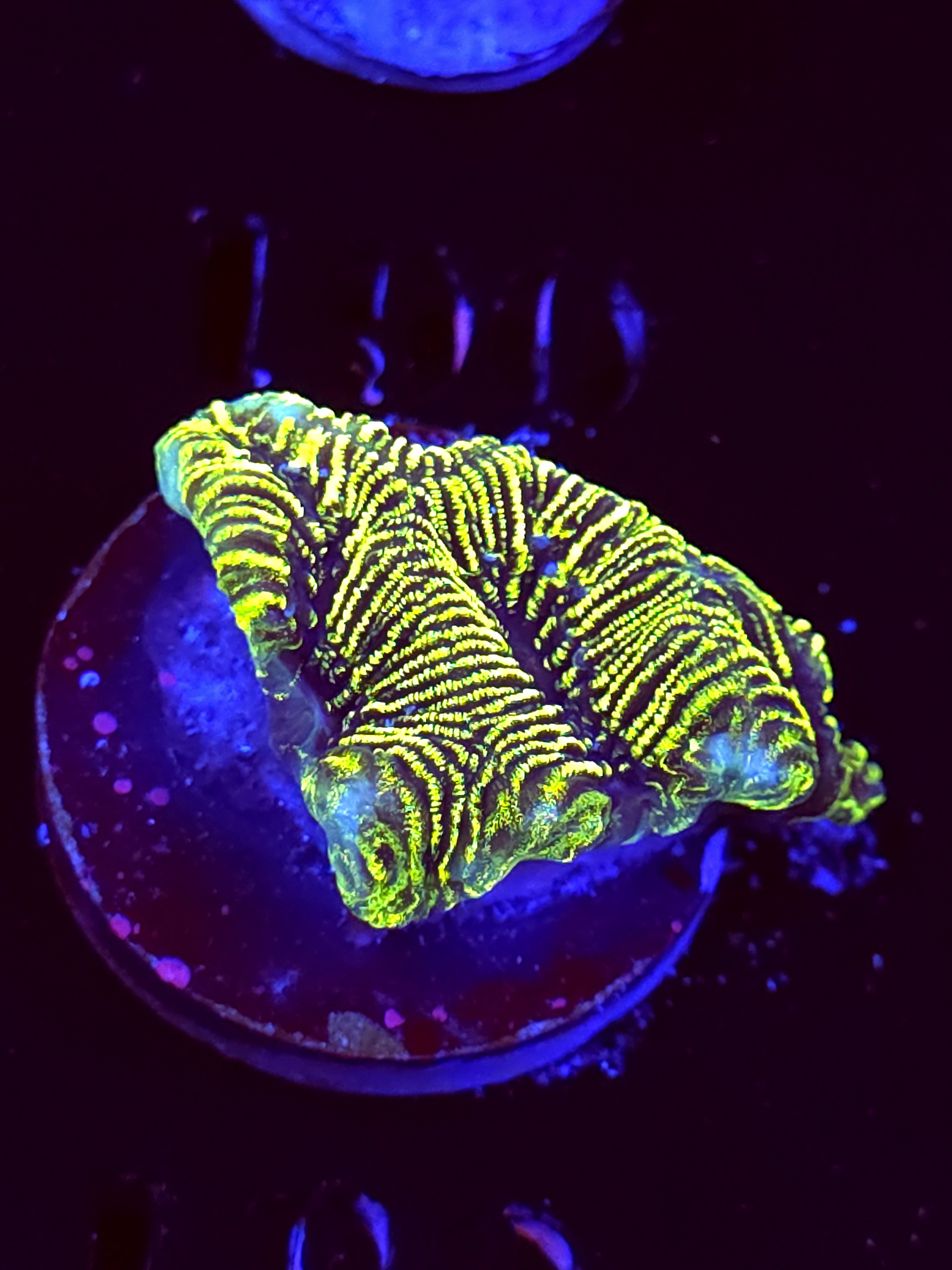 SBB "Green Machine" Encruster Large