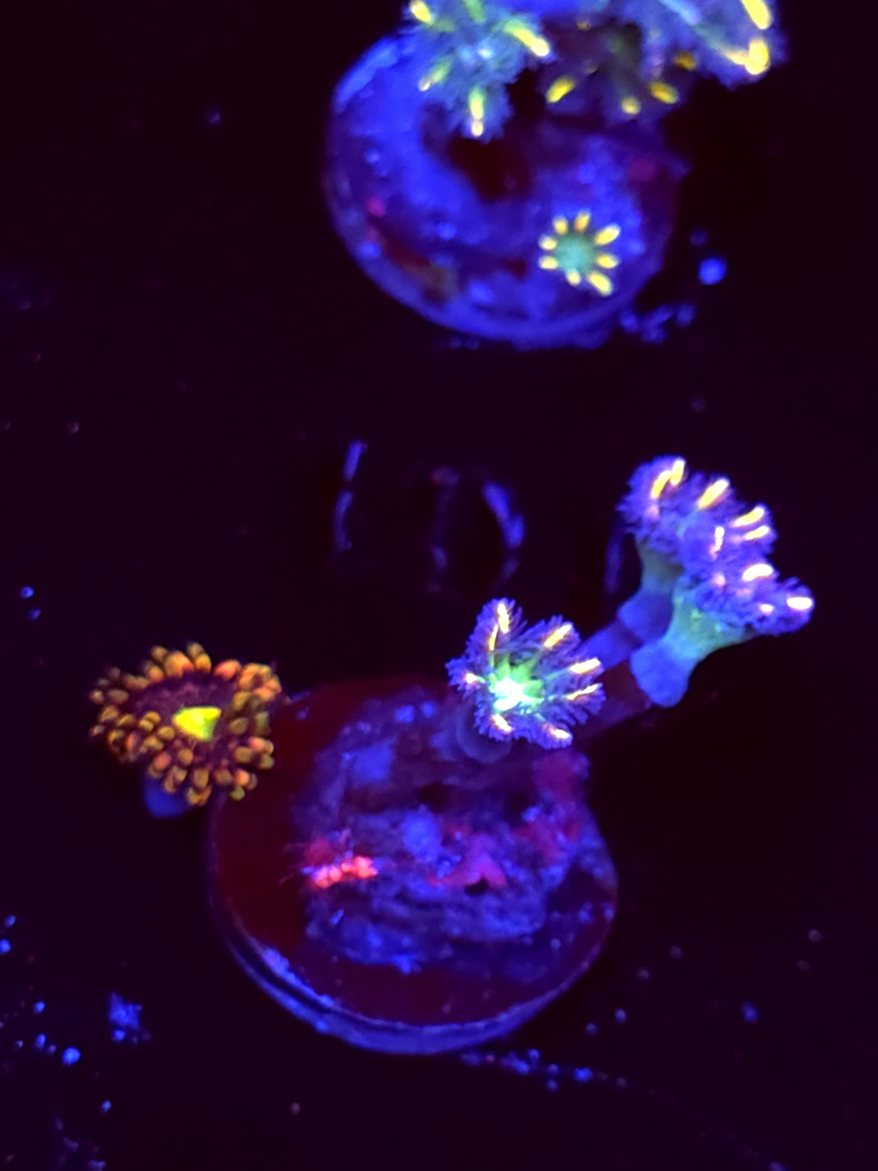 SBB "Mystery Signature" Cloves 3 Polyps